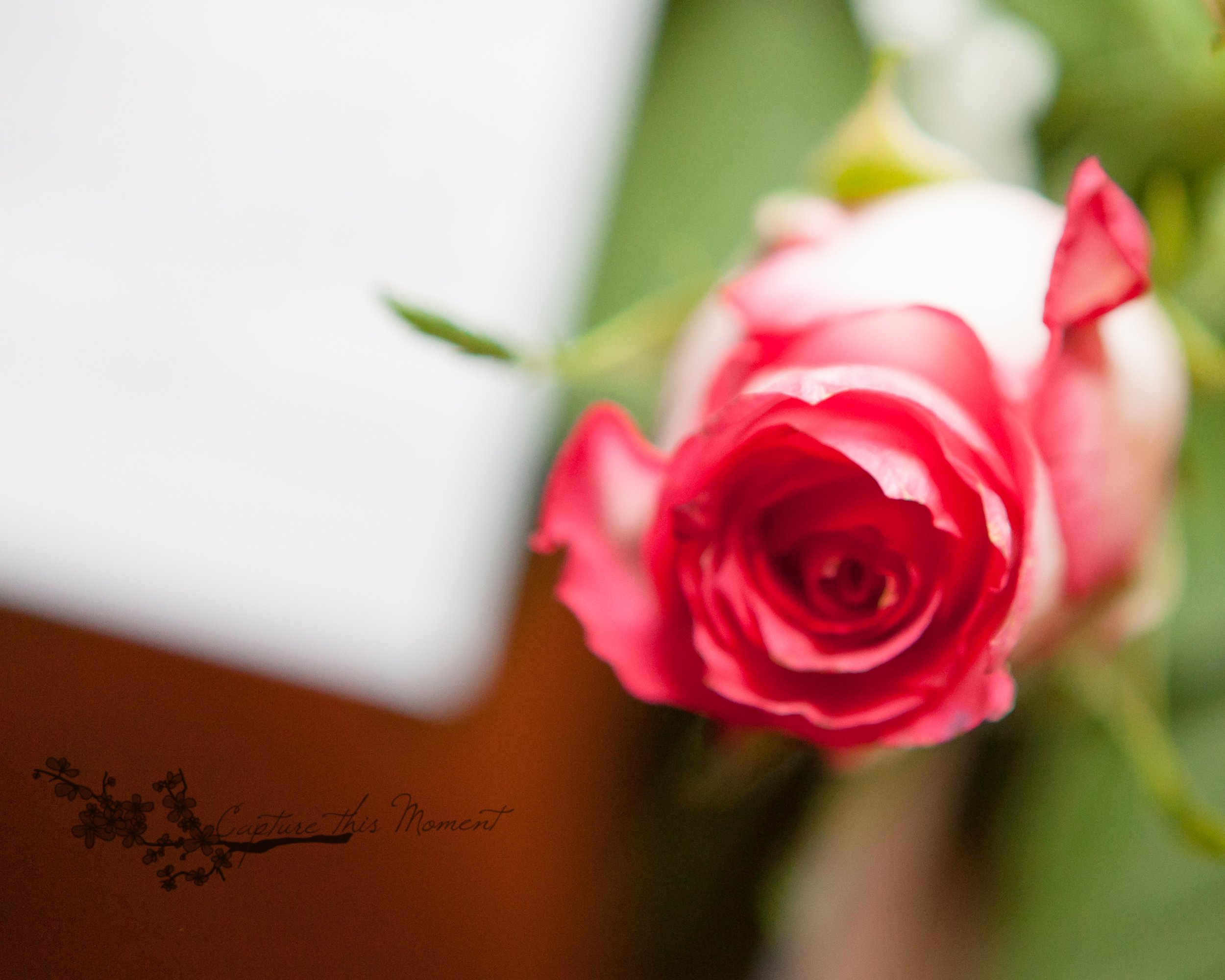 rose petal martini