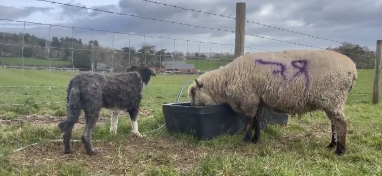 Plumphill Farm Pigs Feeding.jpg