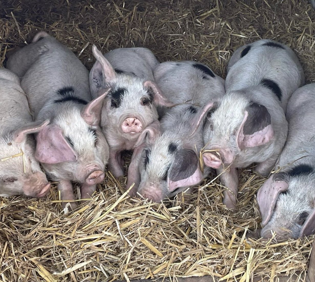 Plumphill Farm Pigs.jpg