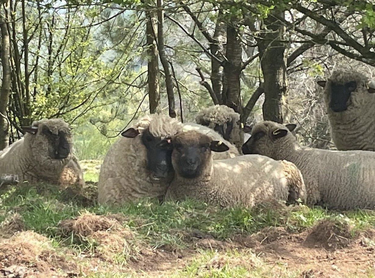 Plumphill Farm Sheep.jpg