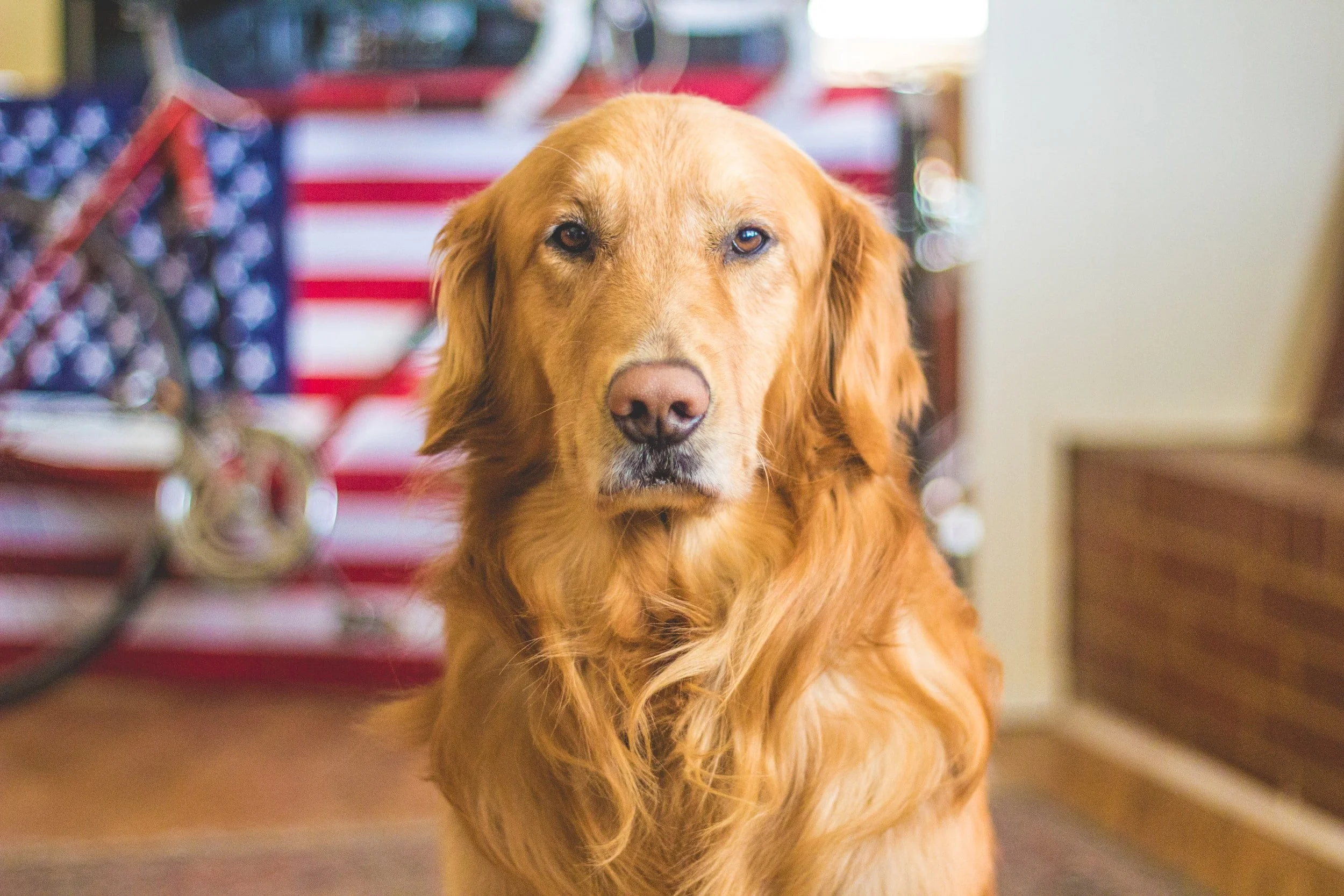 Understanding the Rights of Students with Therapy or Service Dogs in School