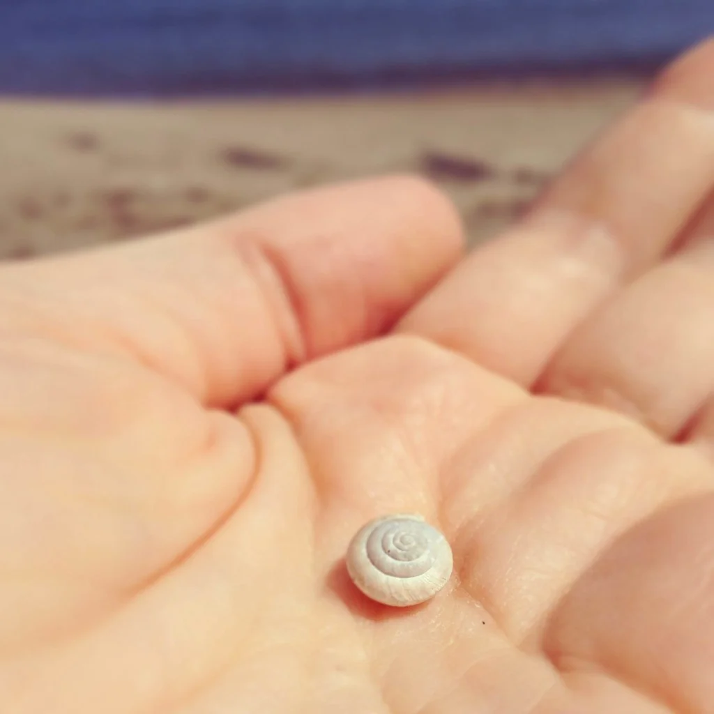 Tiny-shell-1024x1024.jpg