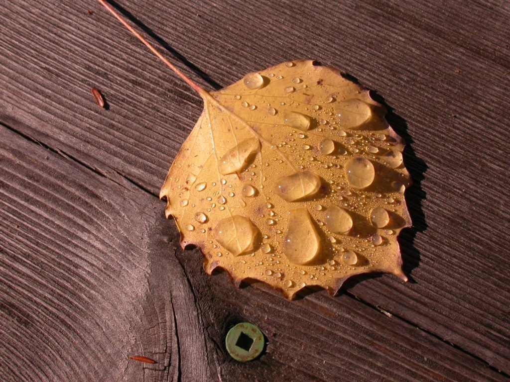 A leaf covered in water droplets on a wooden table