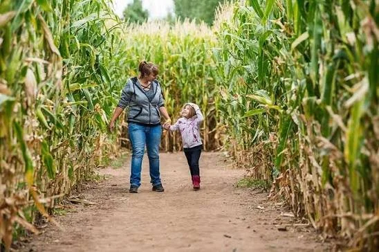The 150th Anniversary Giant Corn Maze at Chatfield Farms
