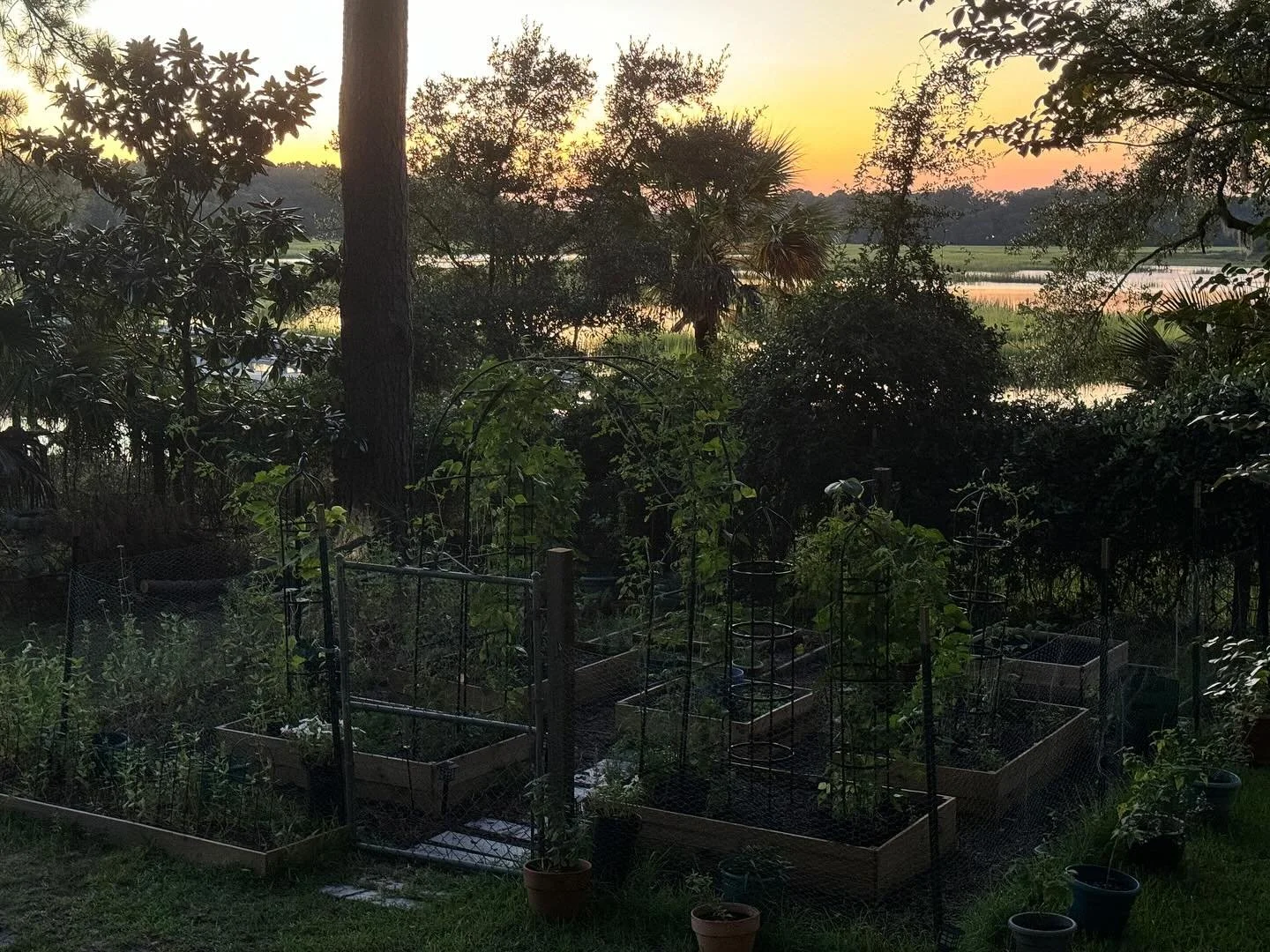Garden still doing good and now planting for the fall! Lettuces, sugar snaps and collards planted! What are you growing? #healthyeating #growyourownfood #eathealthy #lowcountry