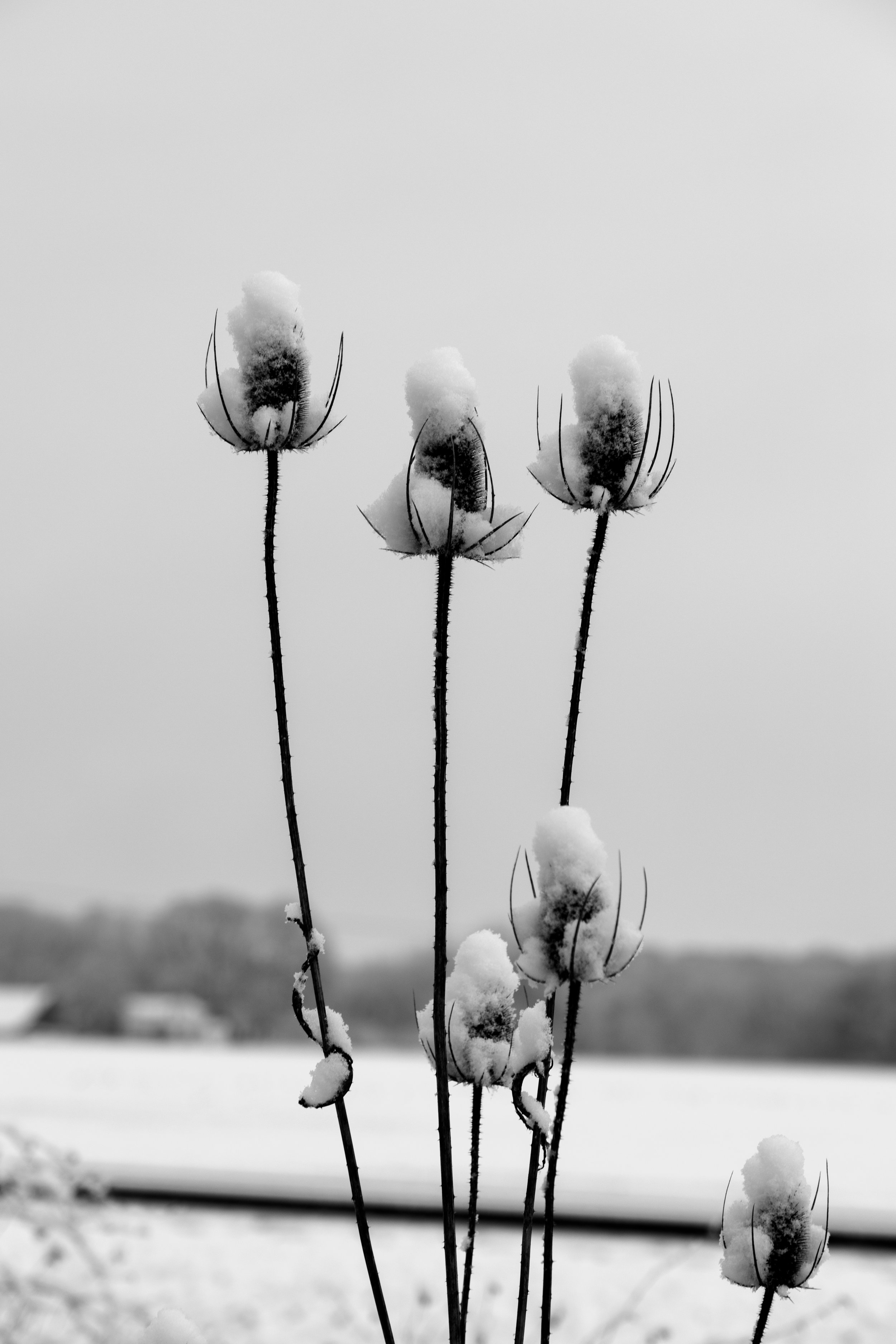 3V9A0824-2.jpg
