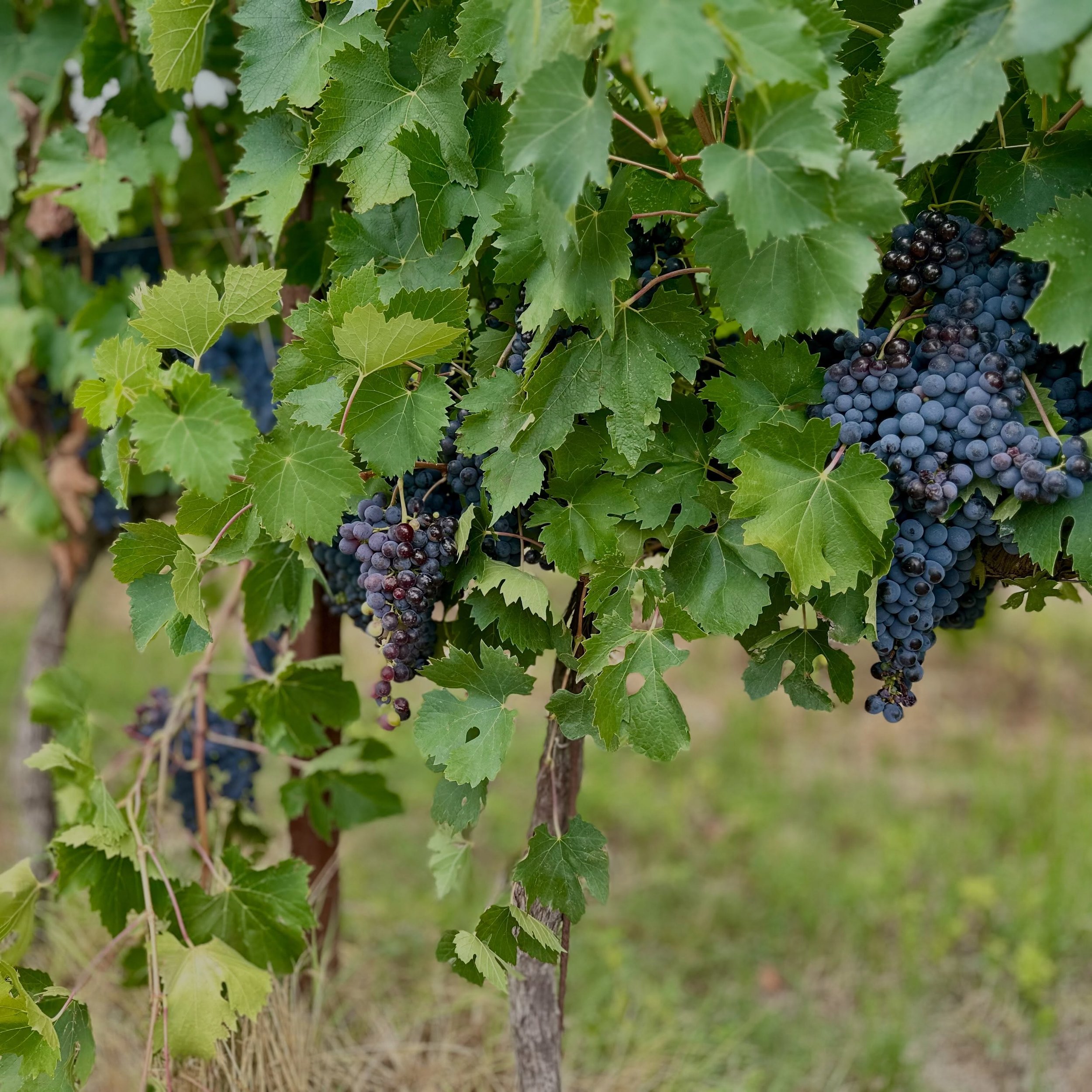 Look, baby wine! Or rather, beautiful grapes that will mature into delicious vino rosso! We are spoilt for choice here in Tuscany: Chianti Classico, Nobile di Montepulciano, Brunello, Morellino di Scansano - the list goes on! Not sure which one to tr