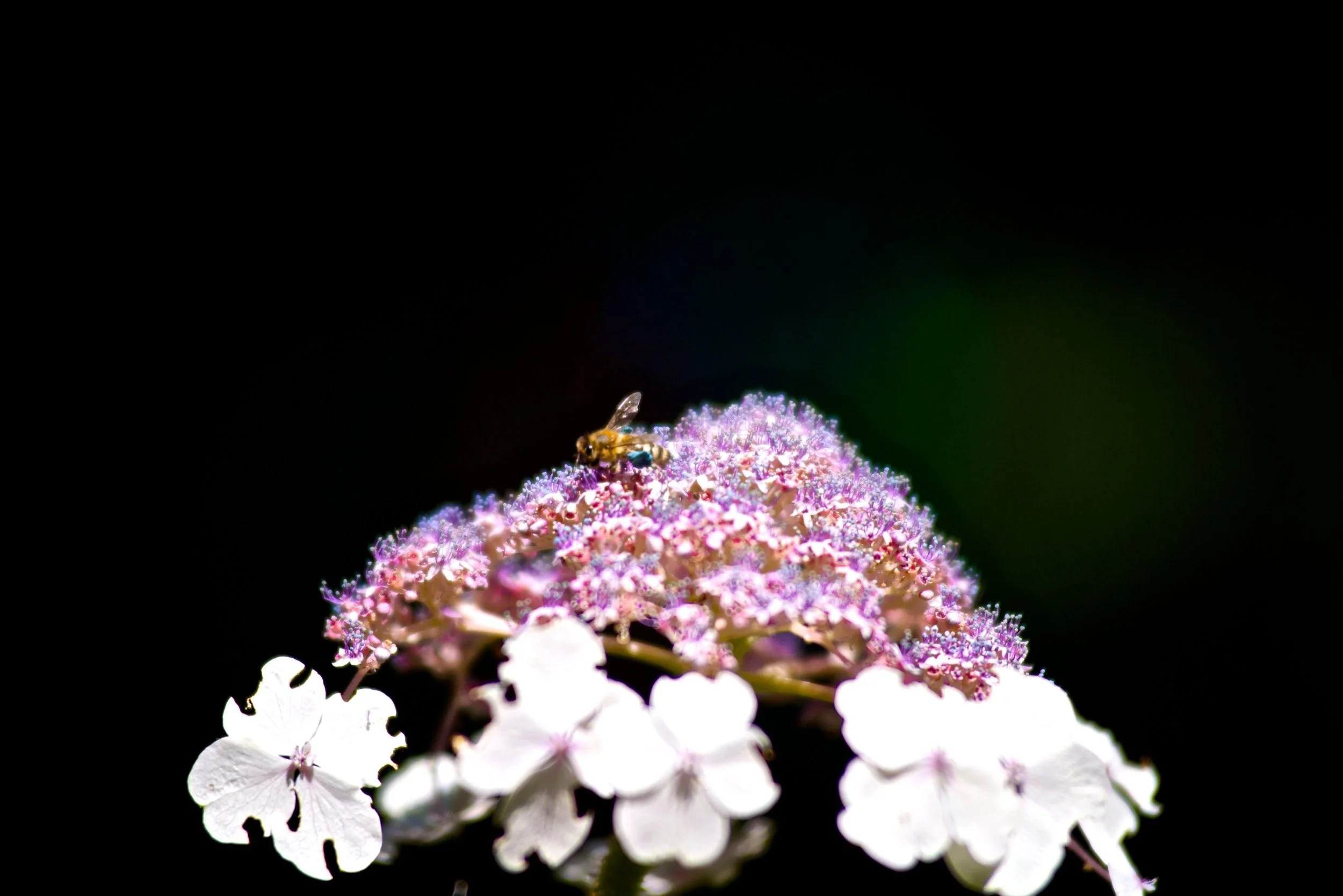 DSC_6535.jpg