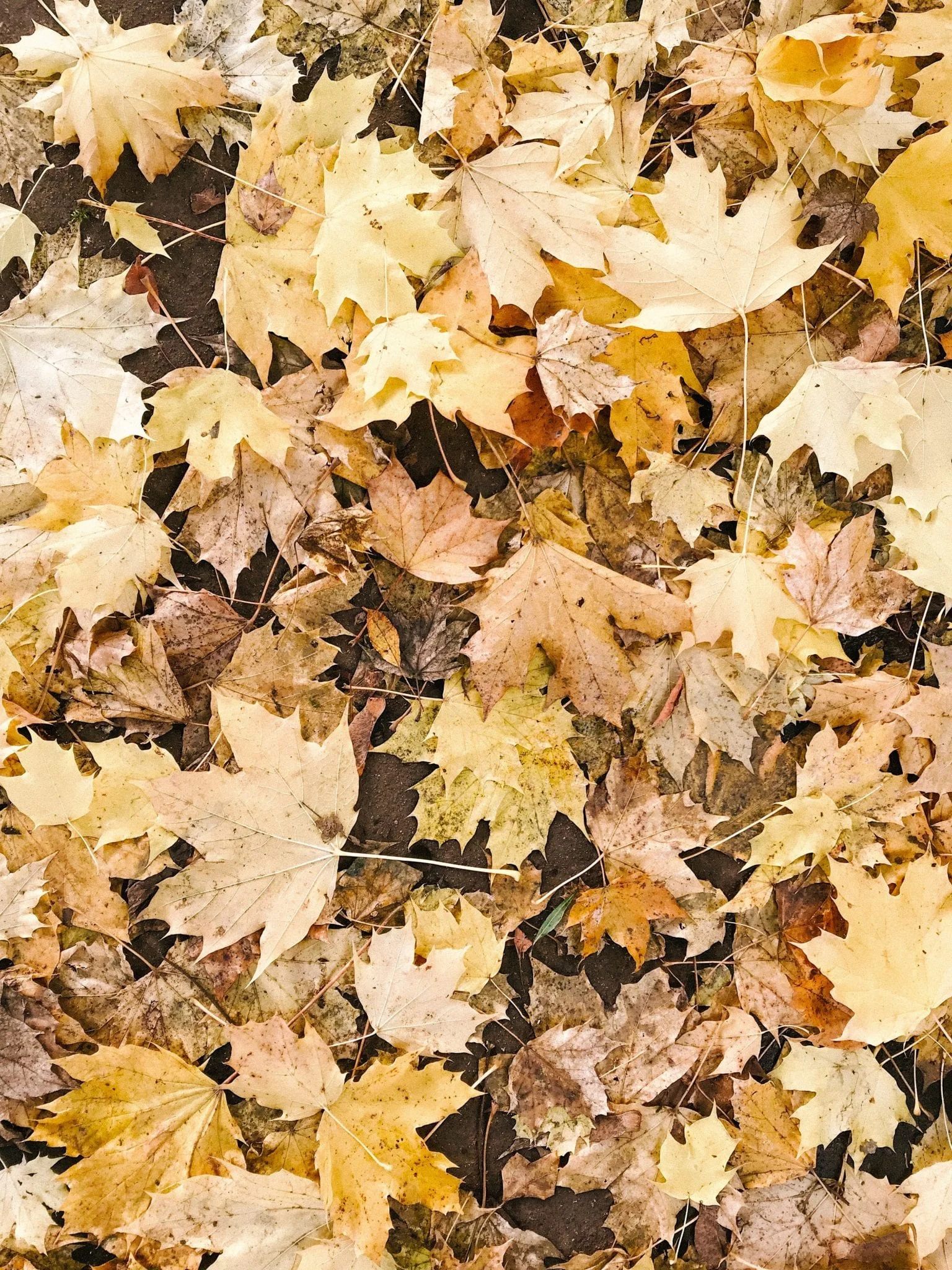 Pressing Pause on Instagram