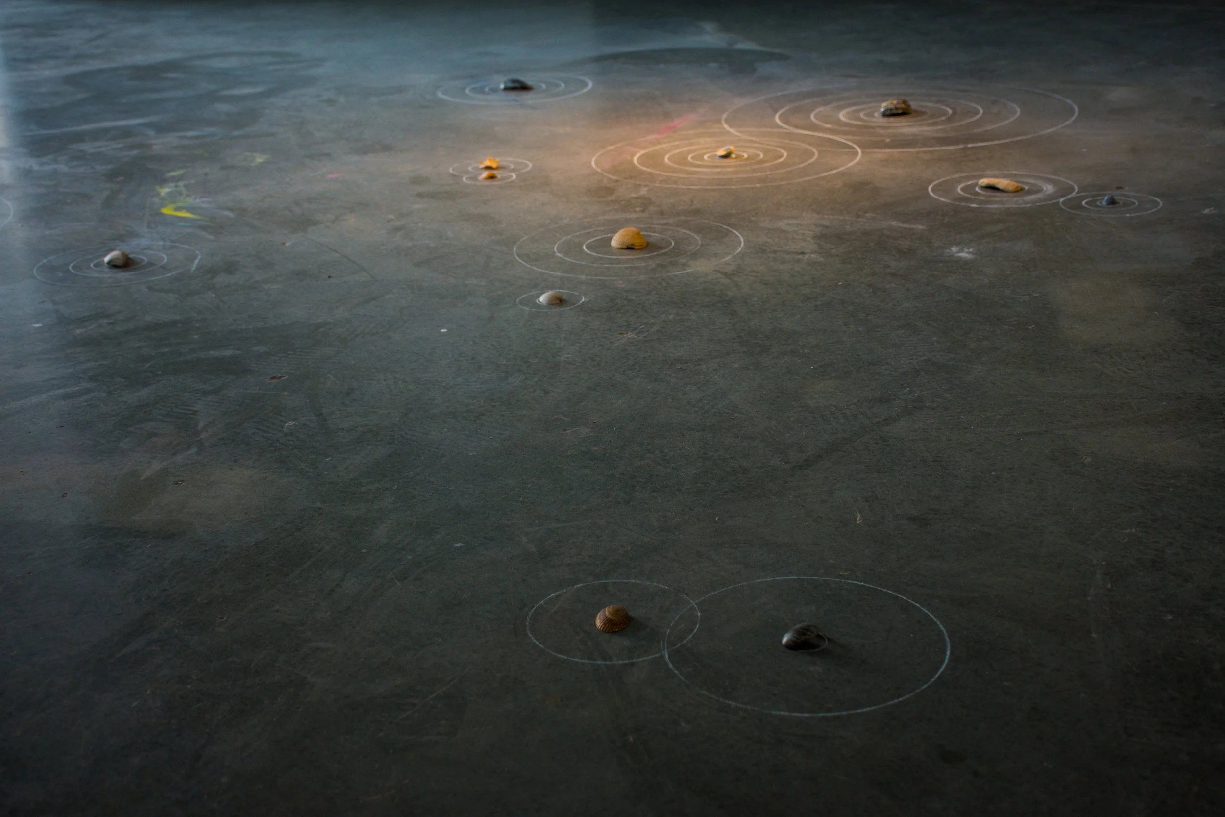 Trace, 2018, Pastel and Shell, Dimensions variable