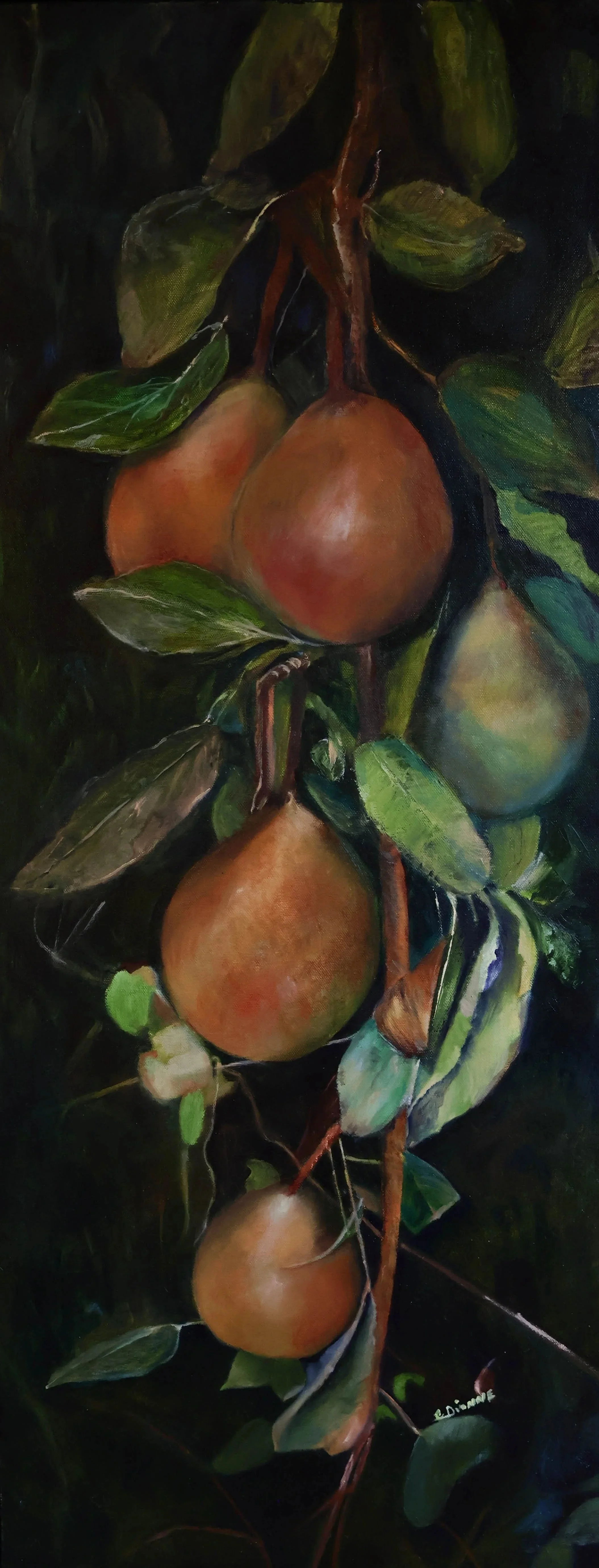 Pears #1