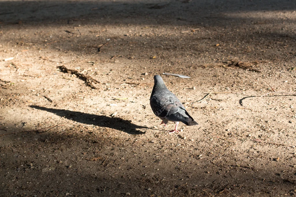 This Parisian pigeon is more chic than you... and he knows it.
