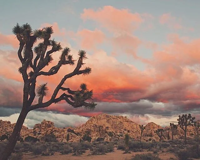 Desert dreams 🐪🌵💕 #eatglitterfordinner