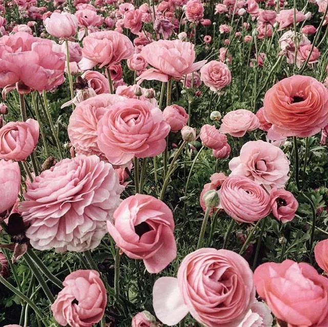 Actual photo of my backyard 💕🌸 #goals #eatglitterfordinner