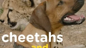 San Diego Zoo Kids' Facebook Social Tease