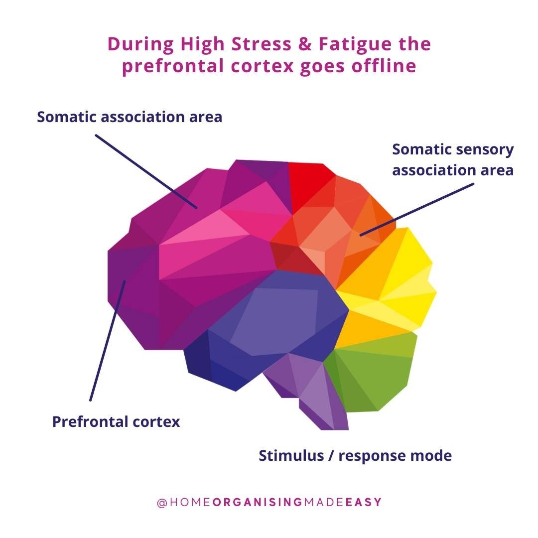 When we are stressed, highly anxious, drained or overtired, normal brain function is compromised.⁠
⁠
Our past experiences and habits are wired into the brain through repetition. Clutter causes us to feel highly anxious, drained, stressed and tired, s