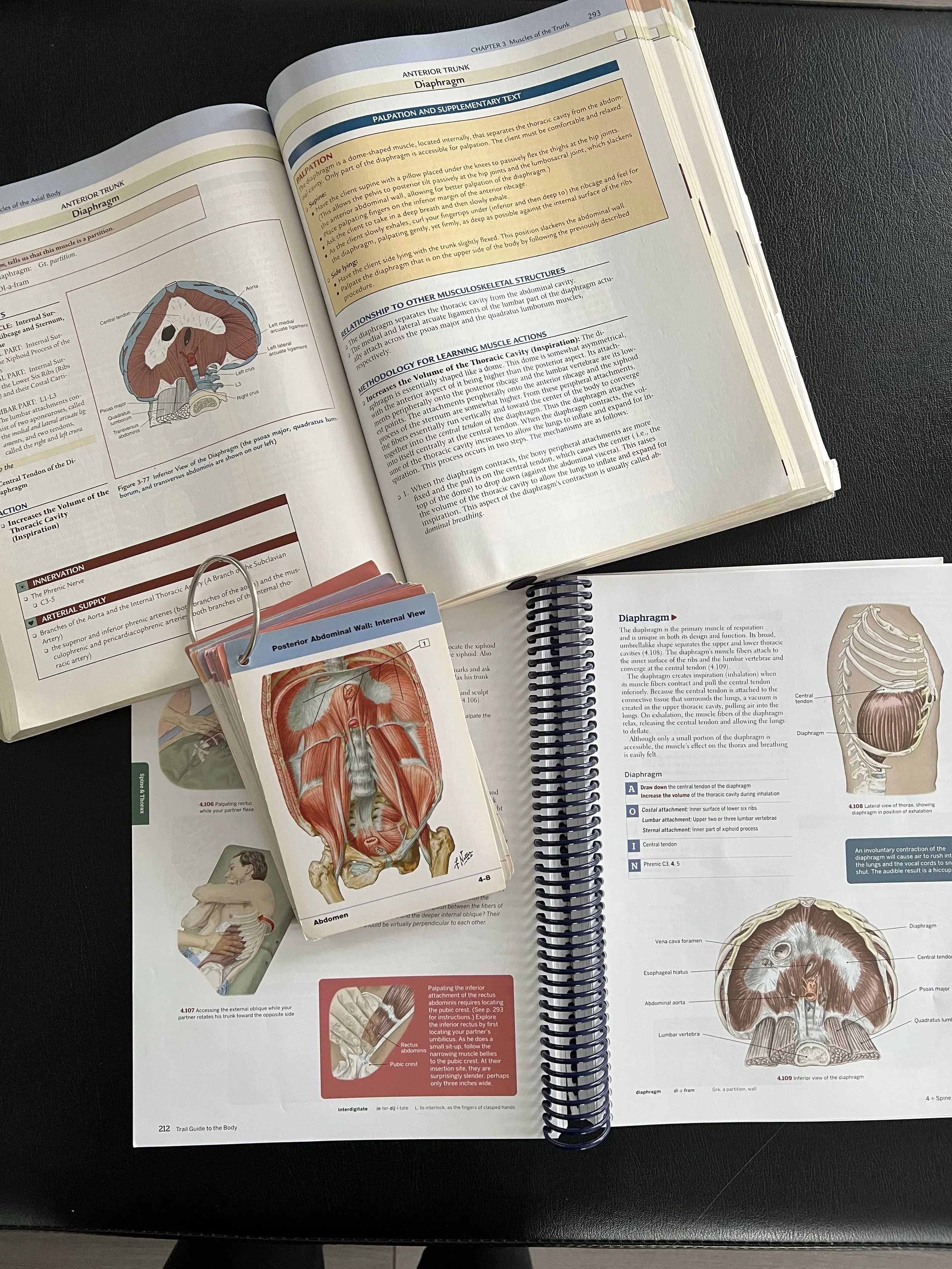 Why Understanding Anatomy Changes Everything (For Teachers &amp; Clients)