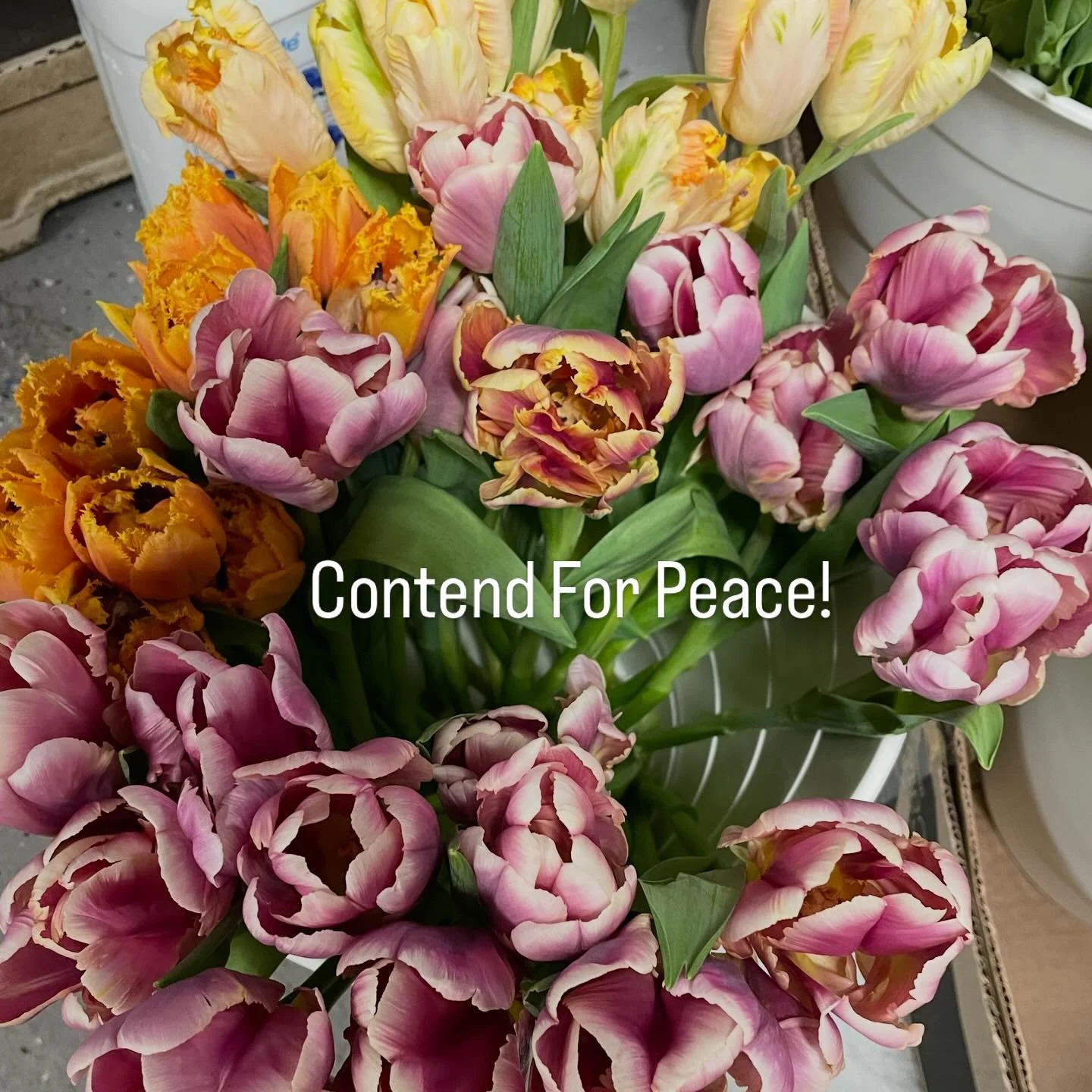 Contend For Peace!

#survivorcelebrate #clevelandflorist #refinedgatherings