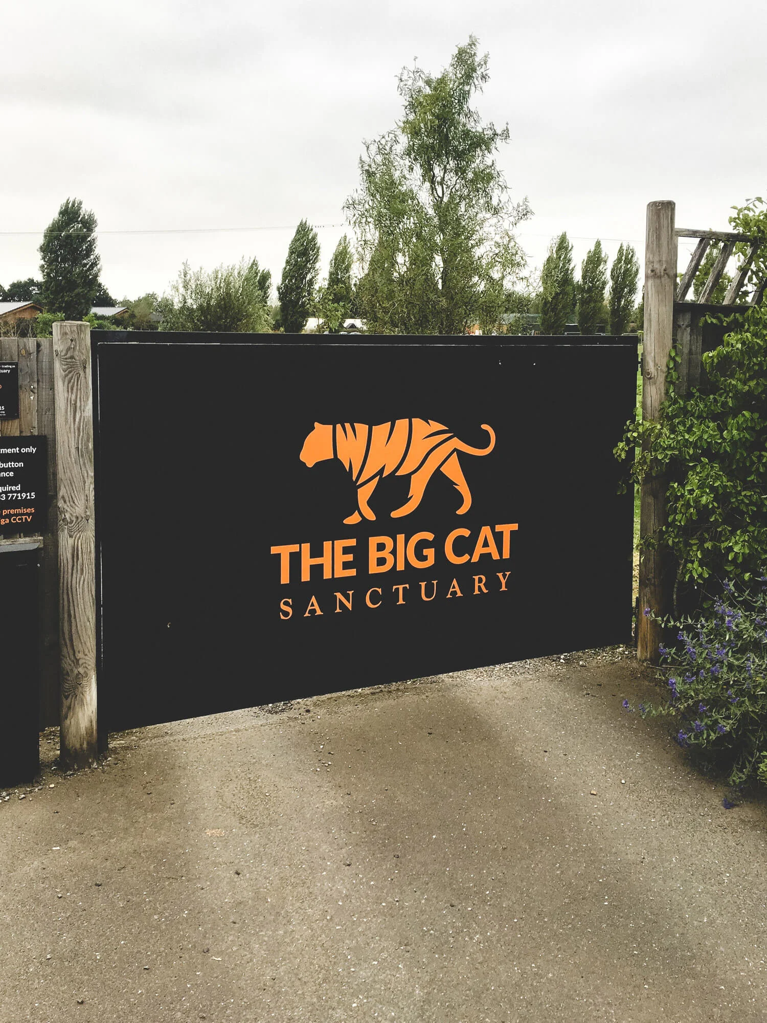 big_cat_sanctuary_©_20x24_studio_berlin-1.jpg