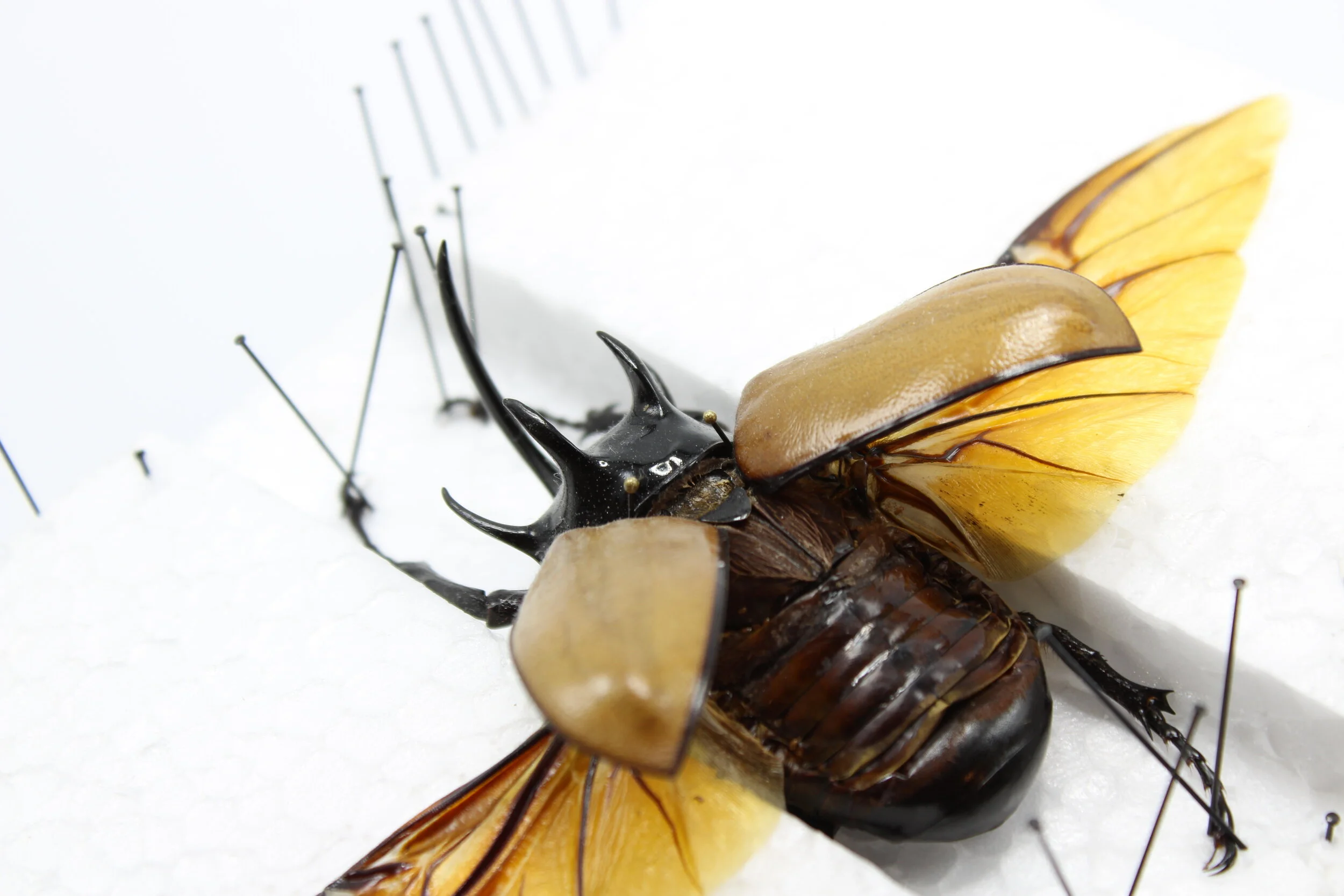 Eupatorus gracilicornis