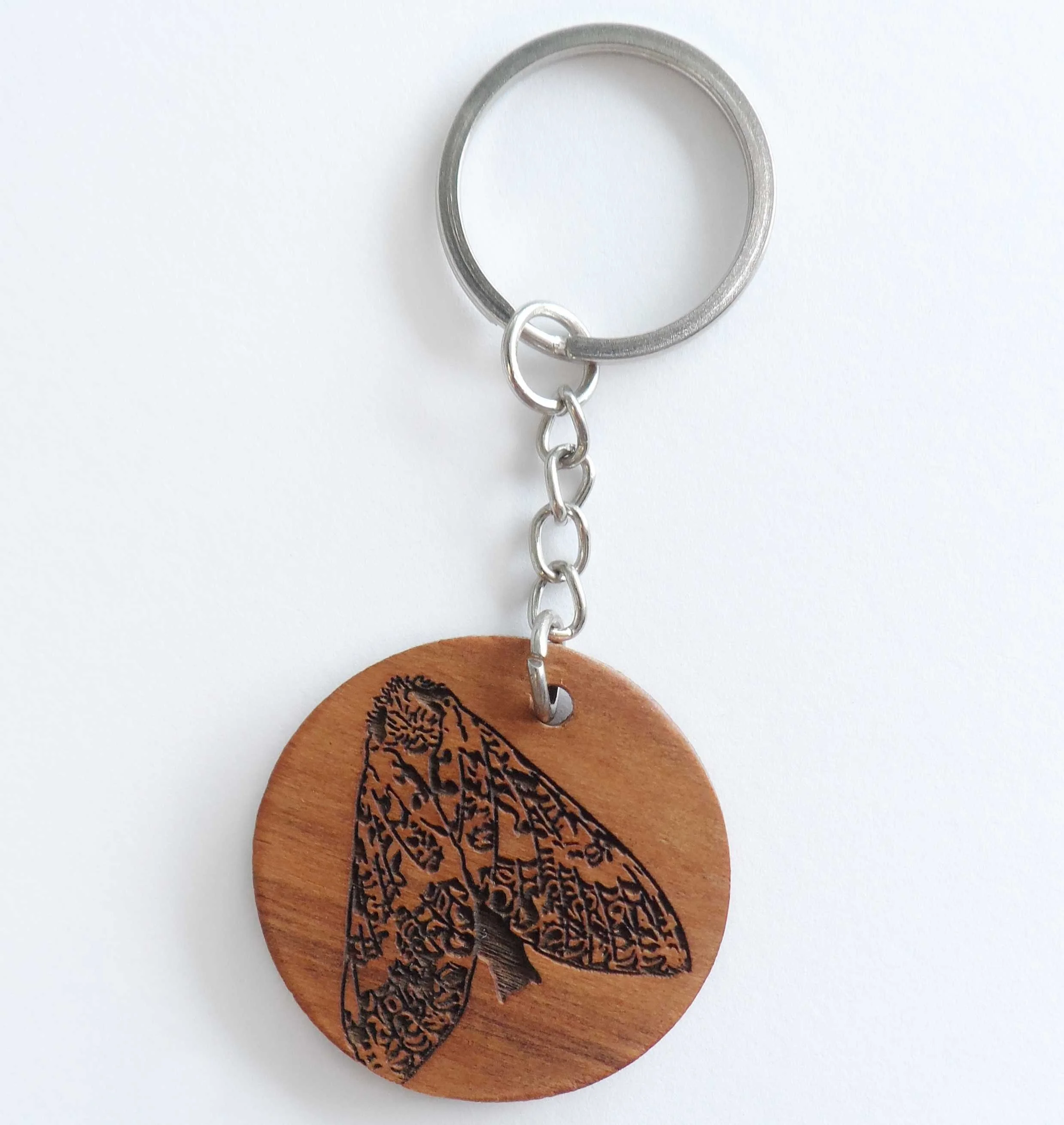 Puriri Moth Front.jpg