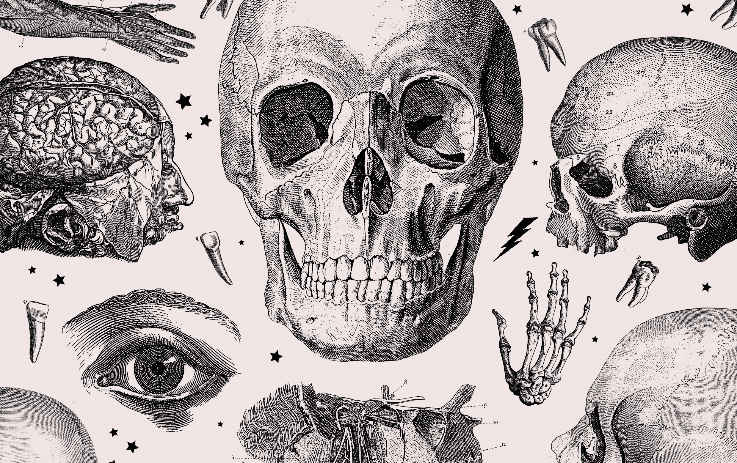 Anatomy Skulls For Artists And Designers Vault Editions