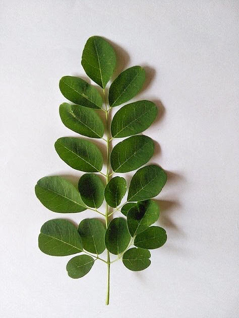Moringa ( Moringa oleifera )