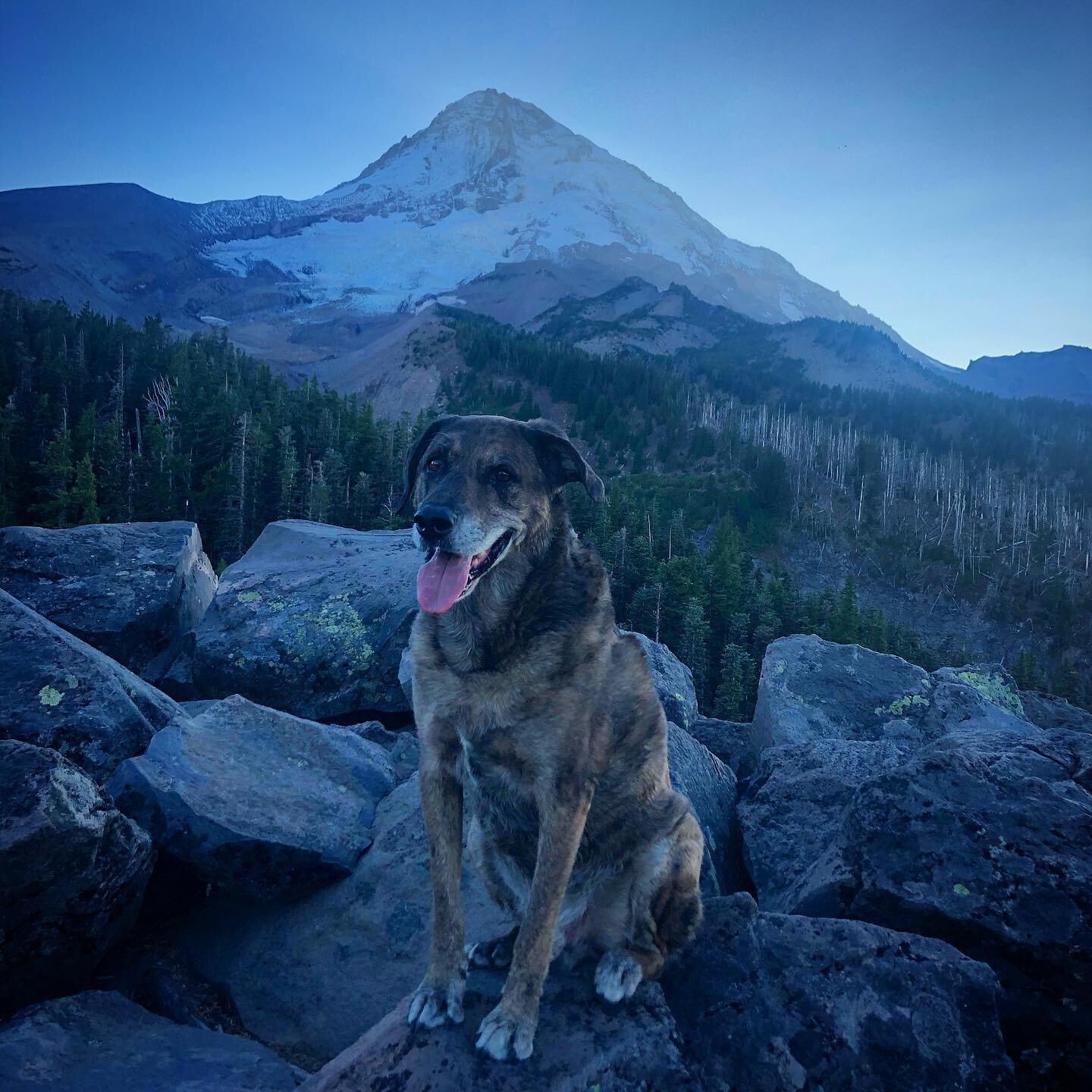 One of our founders, teammate, best friend and official warehouse pup has passed on.

Among the many reasons we converted our expertise and skill sets into beneficial beverages and hemp cbd was our best friend, Echo.

Echo had an amazing life filled 