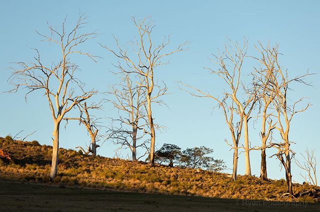 Alone on the Hill // Southern Midlands Tasmania project

#capturemagazine #ausphotomag #landscapephotography #project #southernmidlands #trees #documentaryphotography #tasmania @tasmania