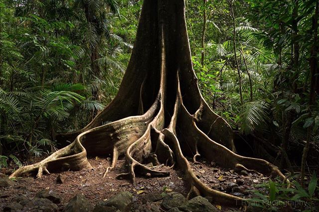 But a Moment in Time // We are Insignificant in Comparison 
This wonderful buttress root system from this towering tropical giant is where I spent much of my time growing up as a child - in the rainforests of Far North Queensland. I remember fondly w
