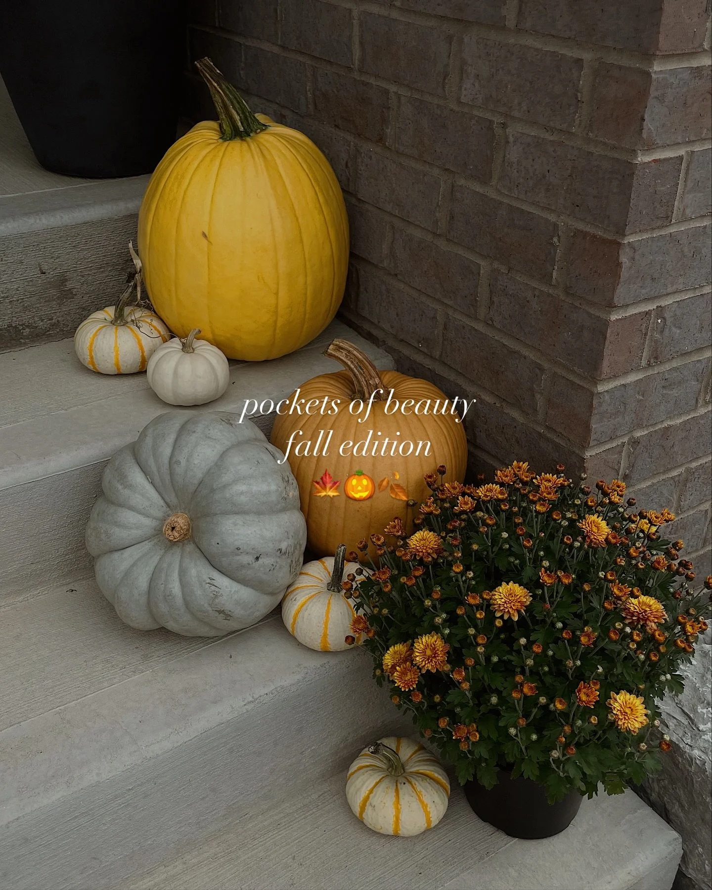 Intentionally witnessing this fall season through its pockets of beauty 🍁 en la naturaleza, cozy rituals, seasonal flavors, pumpkin decor, and all its moody colors. Esta temporada del a&ntilde;o always reminds me of a quote that stuck with me throug