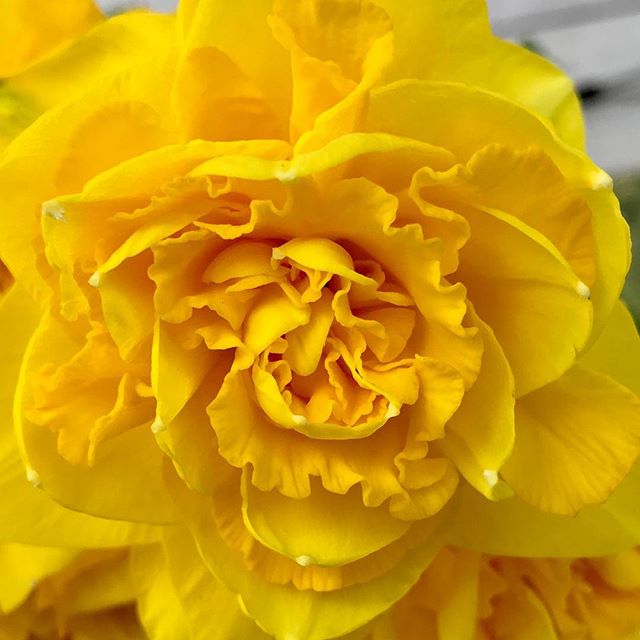 Just a little something to brighten your day, a yummy yellow narcissus!