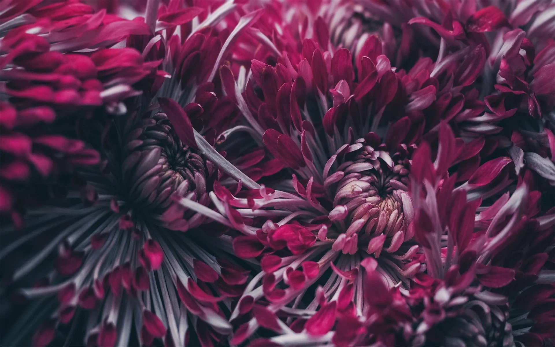 forever-bloom-farm-get-your-flower-fix.jpg