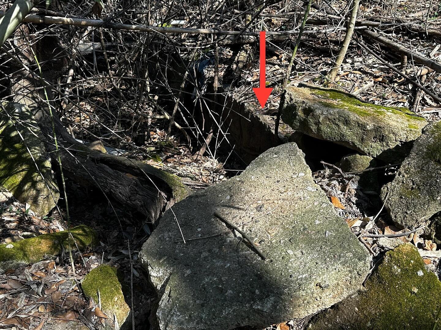 We found it! During the perfect window of kudzu regression we found the concrete foundations of Briarcliff Zoo.

Usually this area is so overgrown that it&rsquo;s completely impenetrable. A couple weeks ago I had a reason to be on the property and as