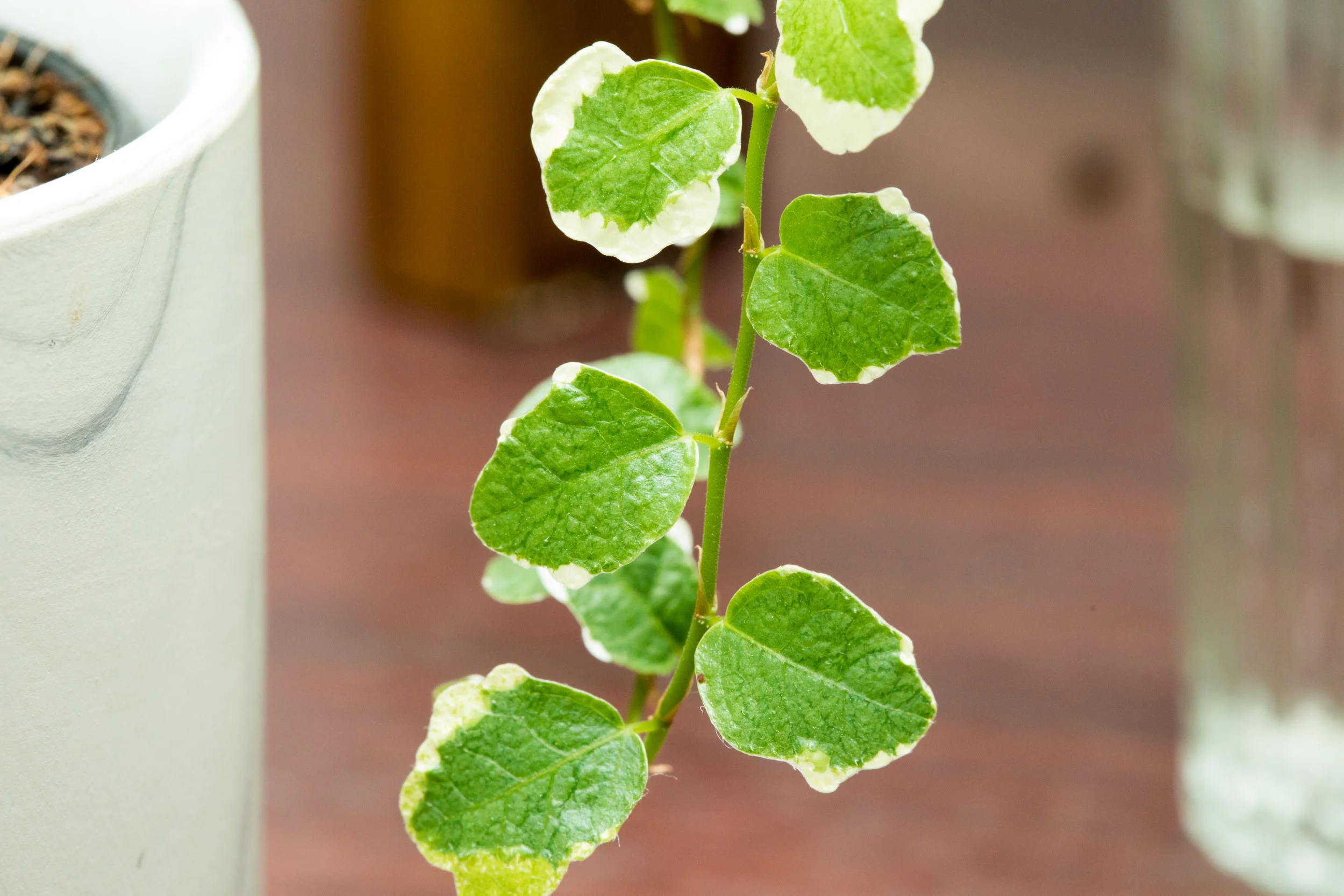 Creeping Ficus  Tannicteeth