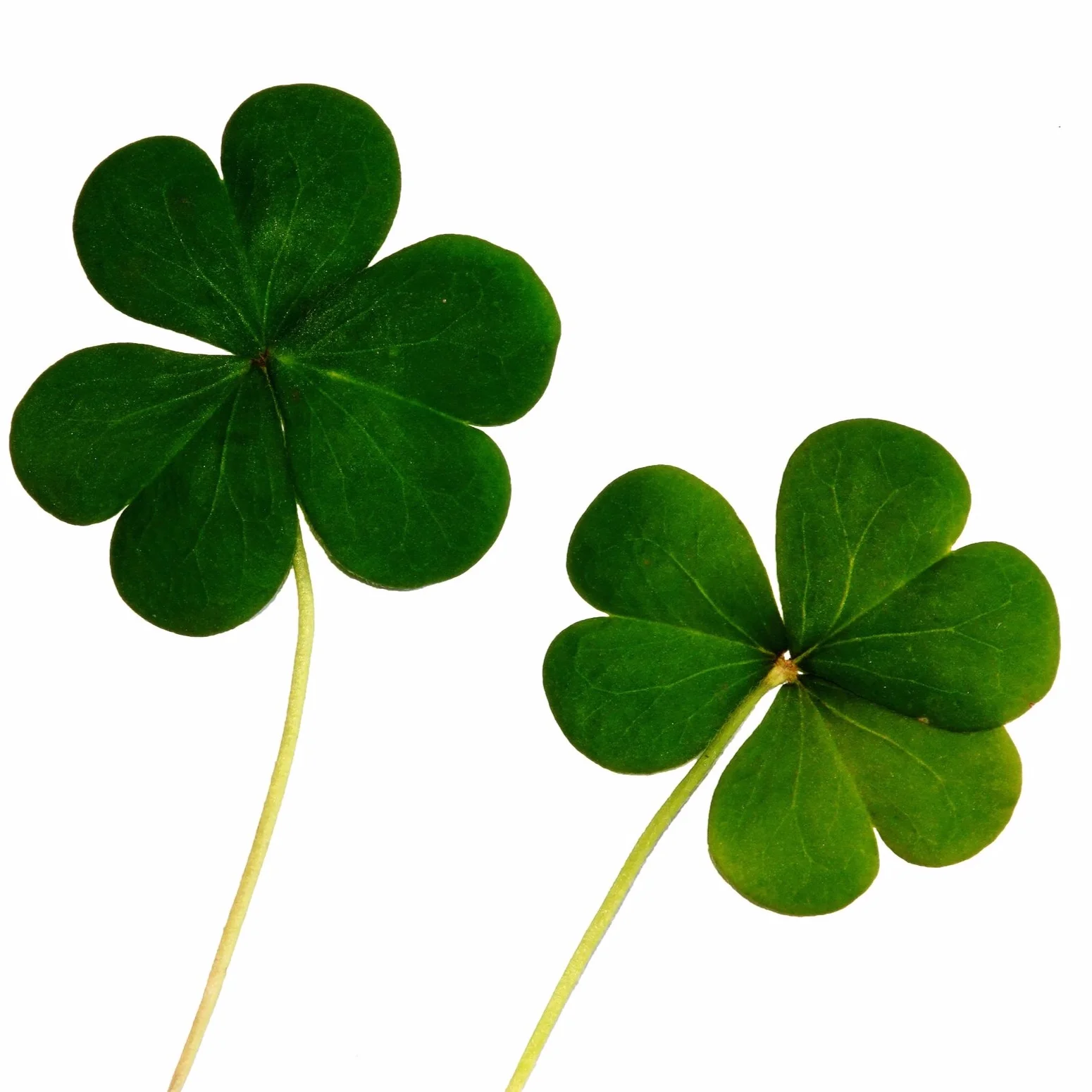 clover-green-leaves-132420.jpg