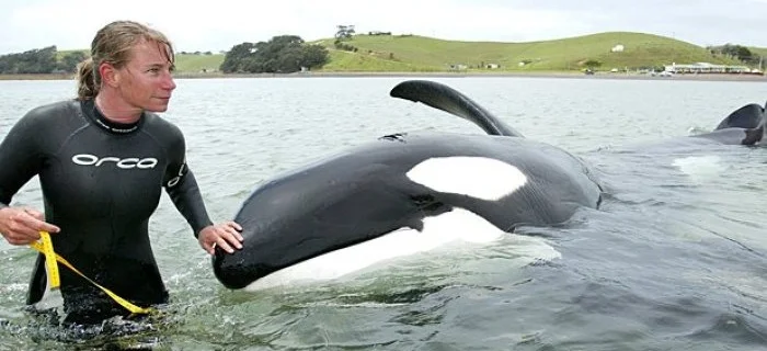 Dr. Ingrid Visser - Scientific DirectorPrincipal Researcher/Founder of The Orca Research Trust New ZealandBorn in New Zealand, Dr Visser remains the only researcher specializing in orca in New Zealand waters.Her research officially began in 1992 whe…