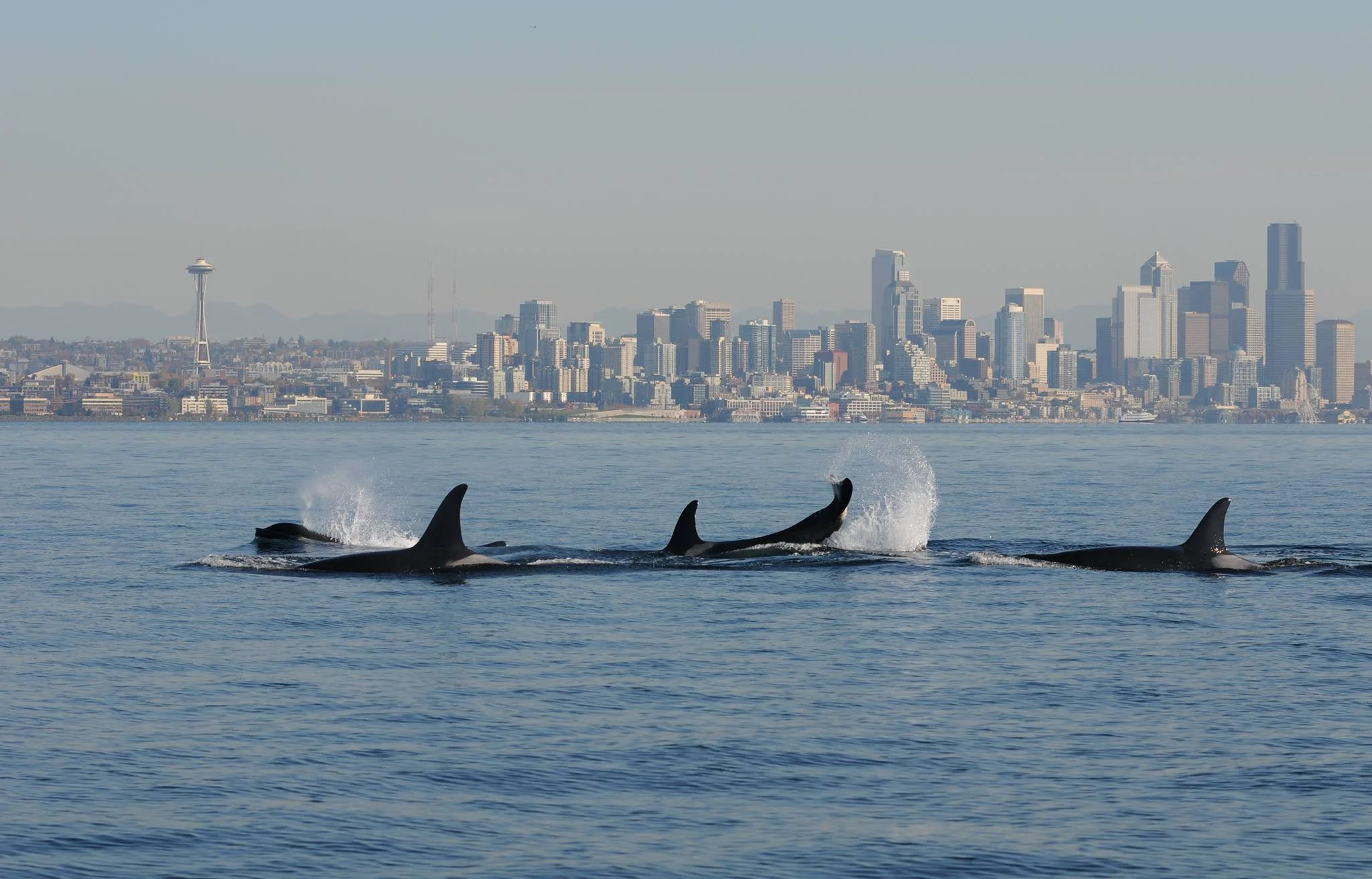 orcas seattle2.jpg