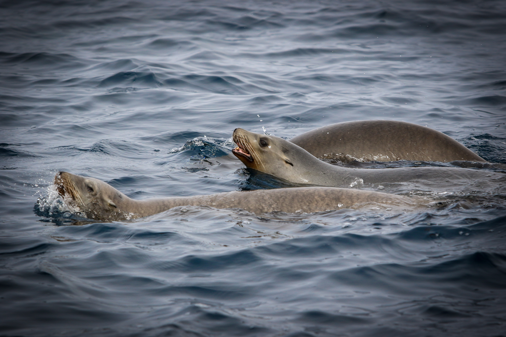 California Sea Lion - Katy Foster - Channel Islands, CA 00001.jpg