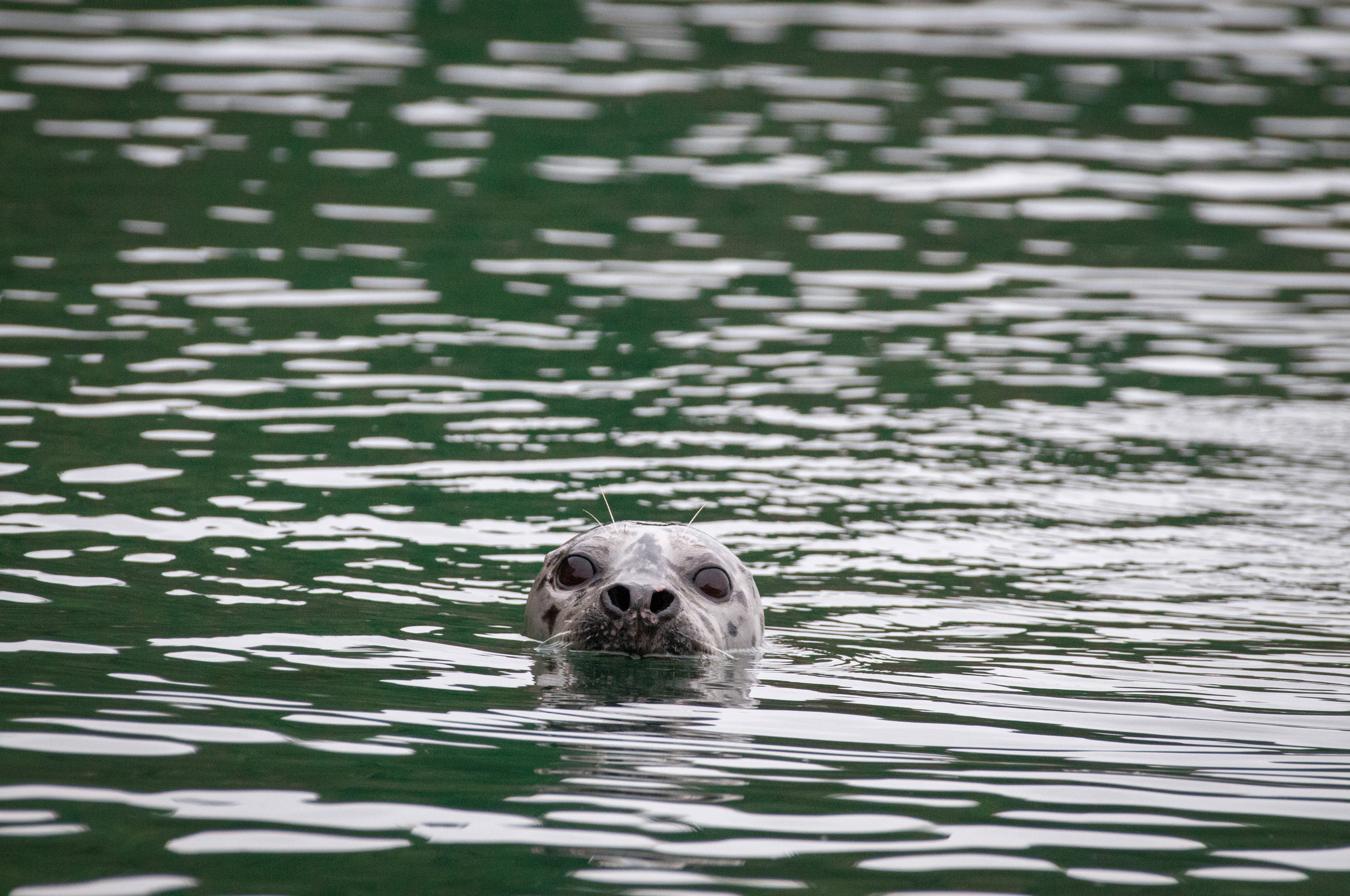 Harbor Seal - Katy Foster - Cypress Island, WA 0926.jpg