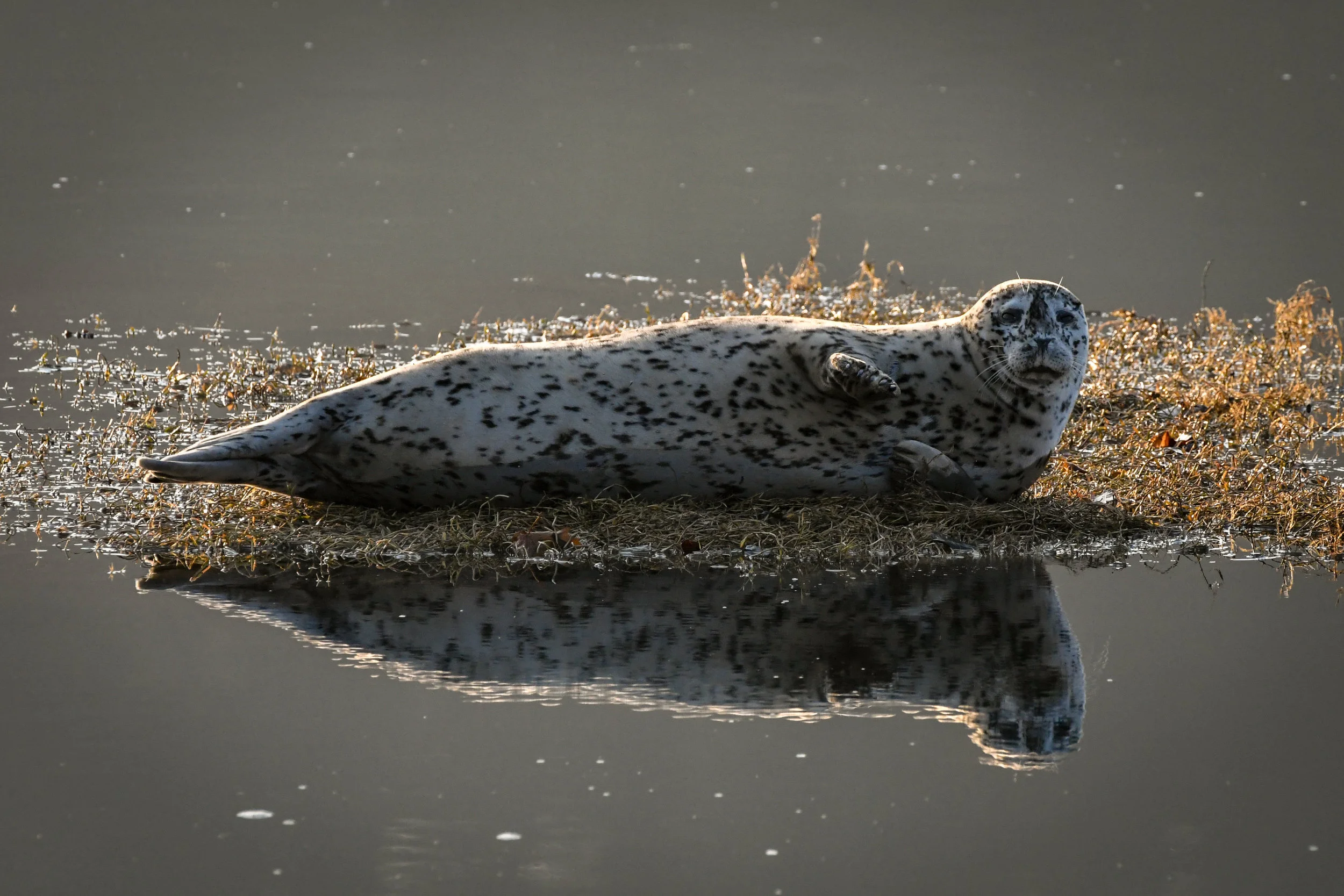 Harbor Seal - Katy Foster - Nisqually, WA 9845.jpg