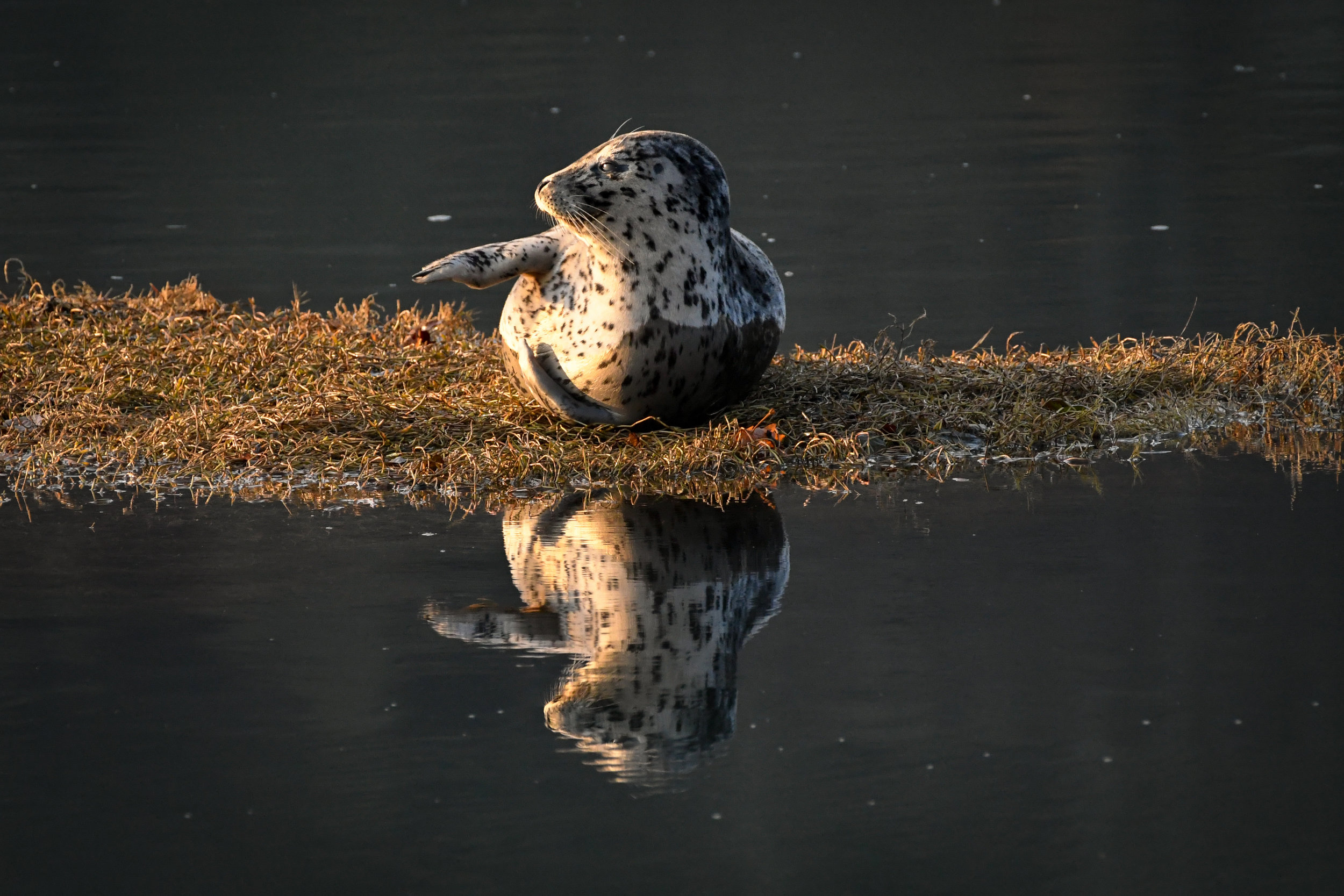 Harbor Seal - Katy Foster - Nisqually, WA 9885.jpg