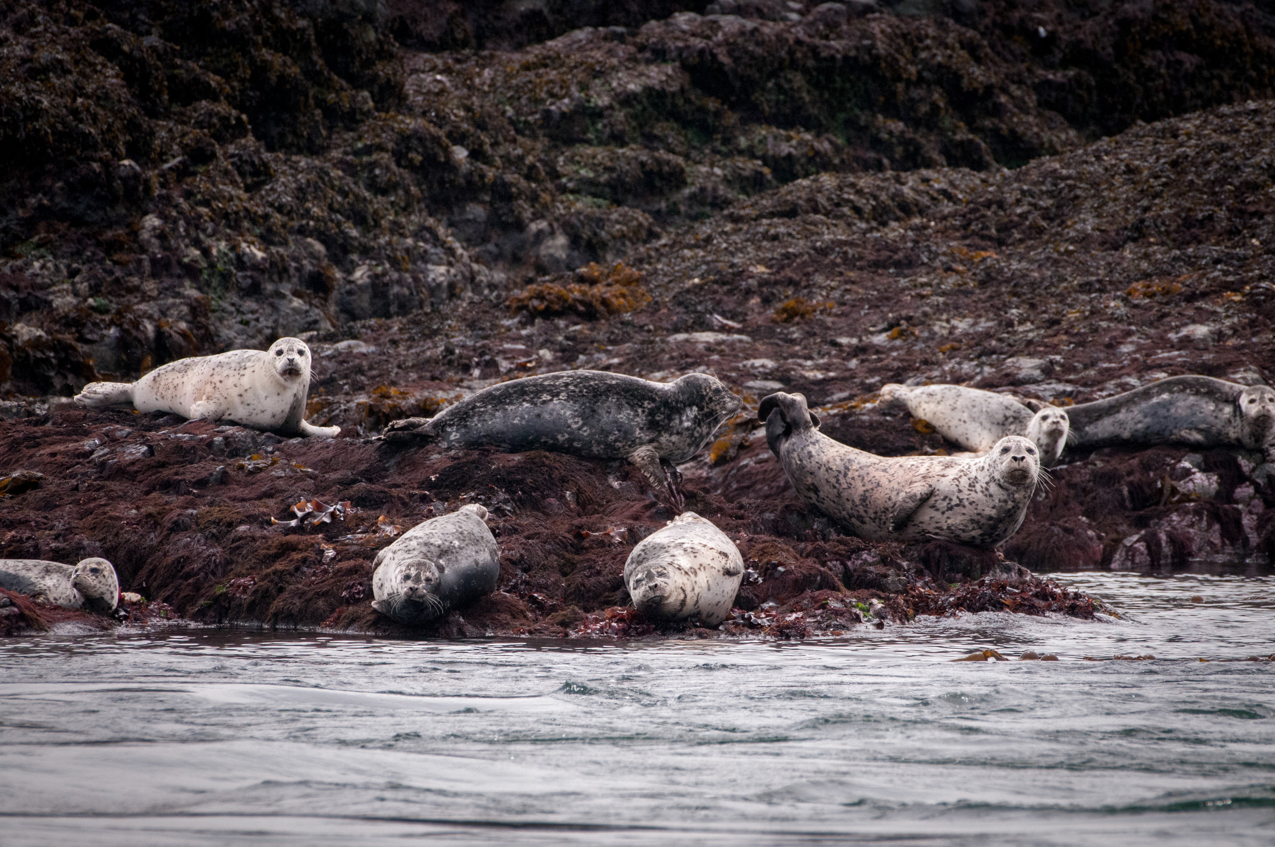 Harbor Seals - Katy Foster - San Juan Islands, WA 1090.jpg