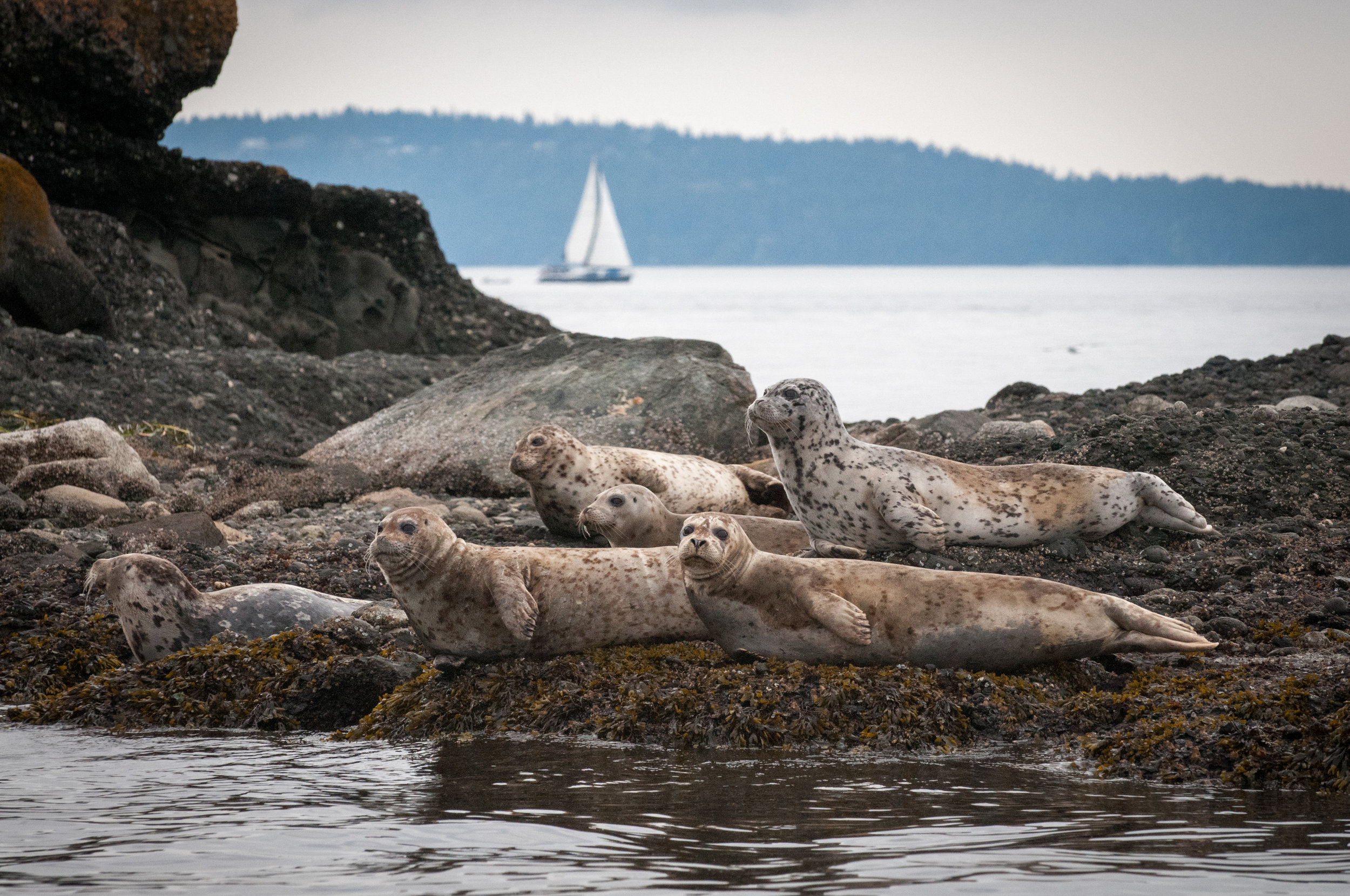Harbor Seals - Katy Foster - San Juan Islands, WA 6965.jpg