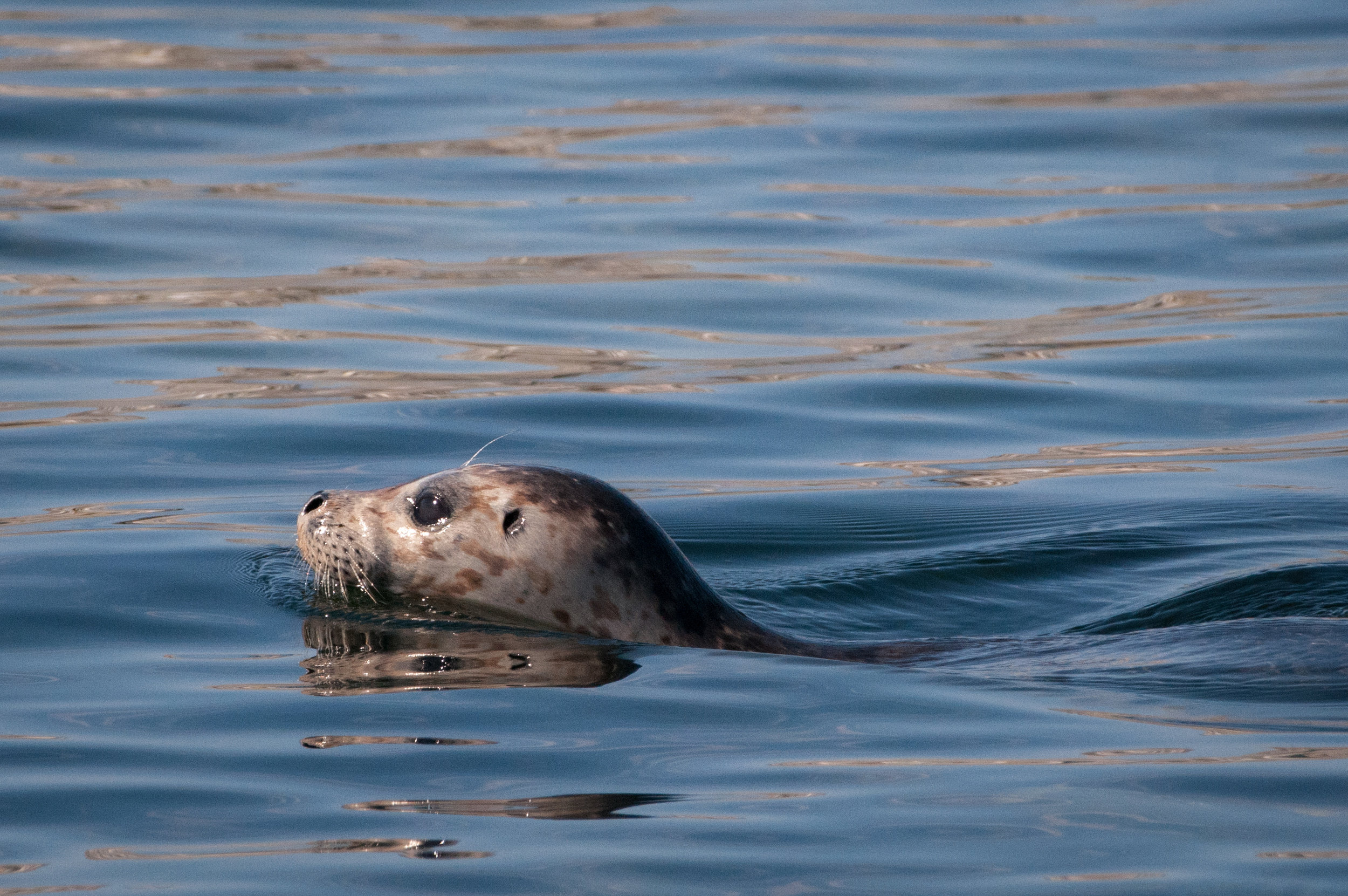 Harbor Seal - Katy Foster - Smith Island, WA 3316.jpg