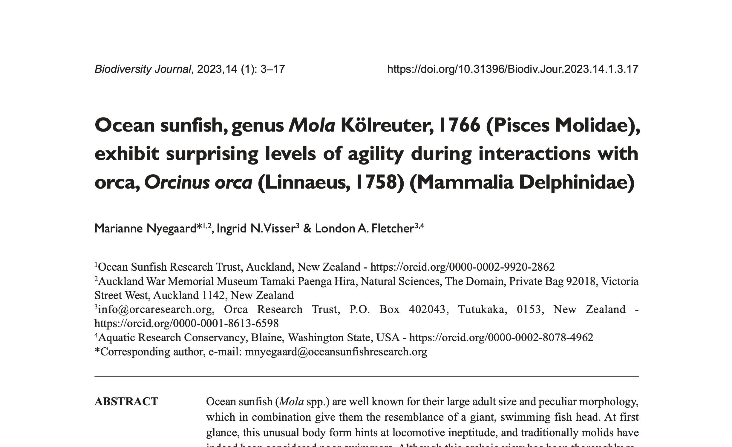 2023 Ocean sunfish exhibit surprising levels of agility during interactions with orca