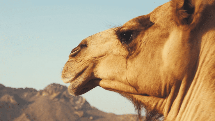 Close-up of a camel's head with desert mountains in the background.