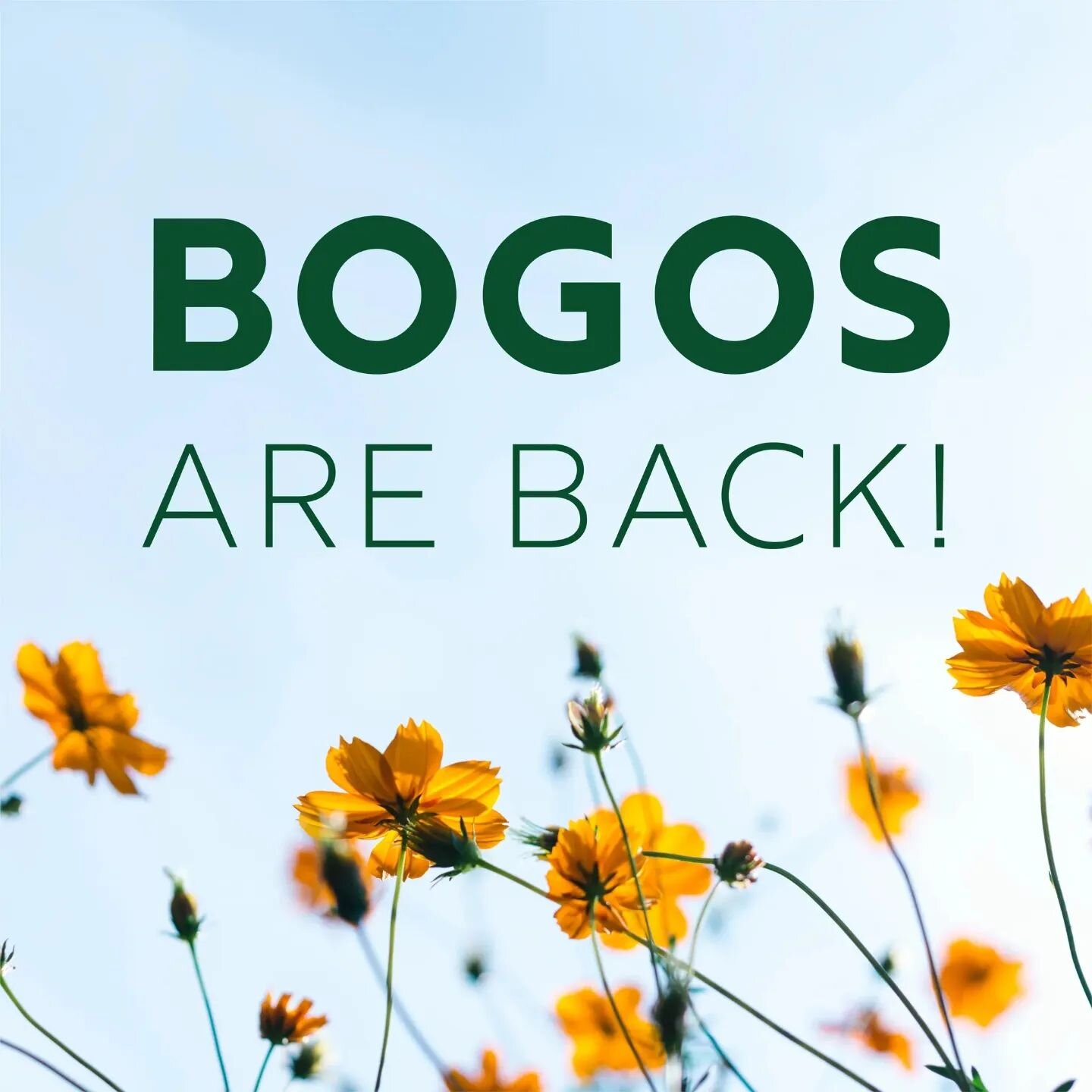 Finally, a BOGO week!! ✨️🥳✨️

Buy &bull; One &bull; Get &bull; One

Except you get so much more when you get the whole box!
☆ FREE 1yr Wholesale Membership
☆ BONUS gift Northern Escape 🌲
☆ FREE shipping

-or-

You can get the individual BOGOs  dail