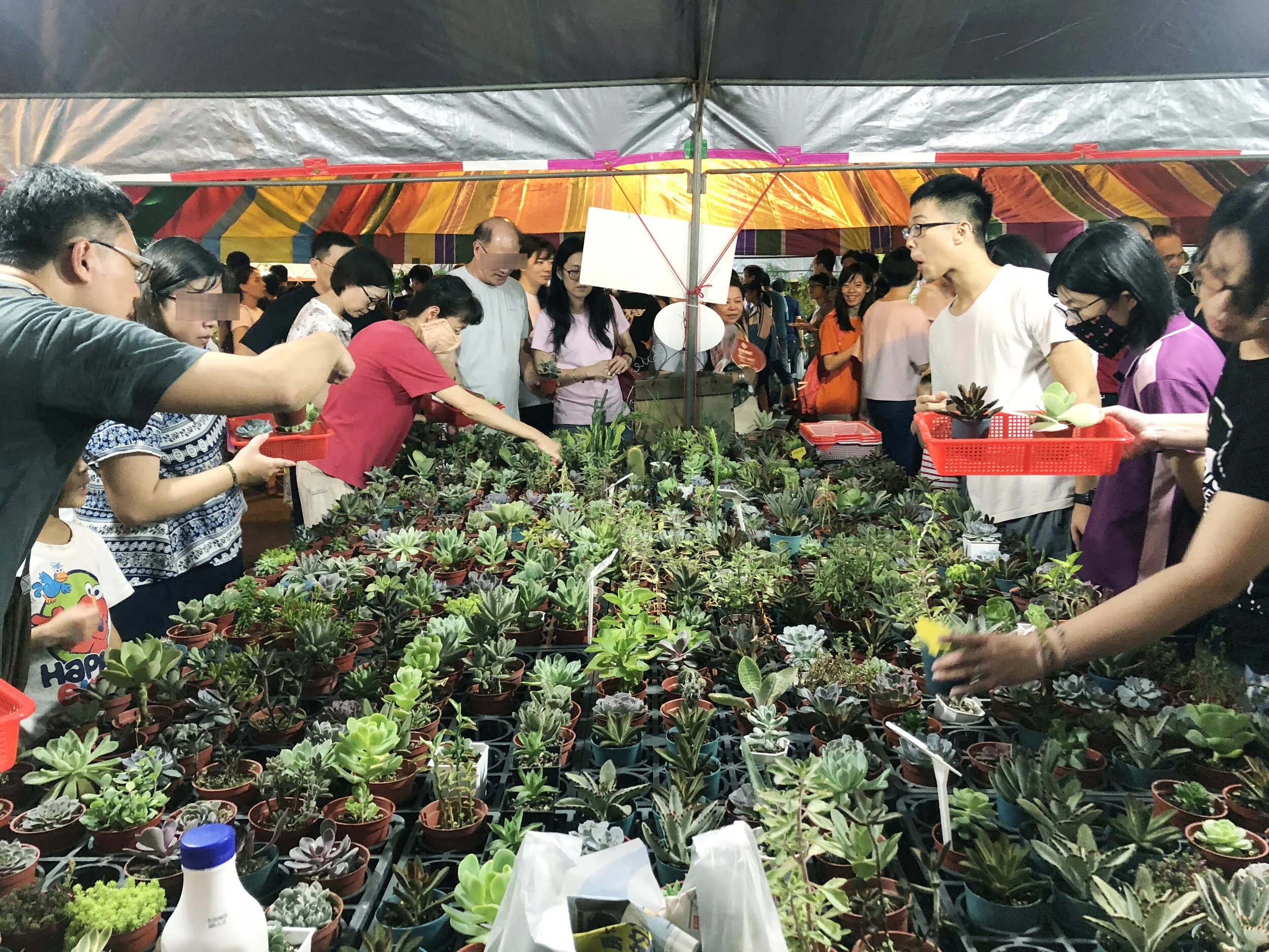 花卉區的植物也都是一般園藝店看得到的