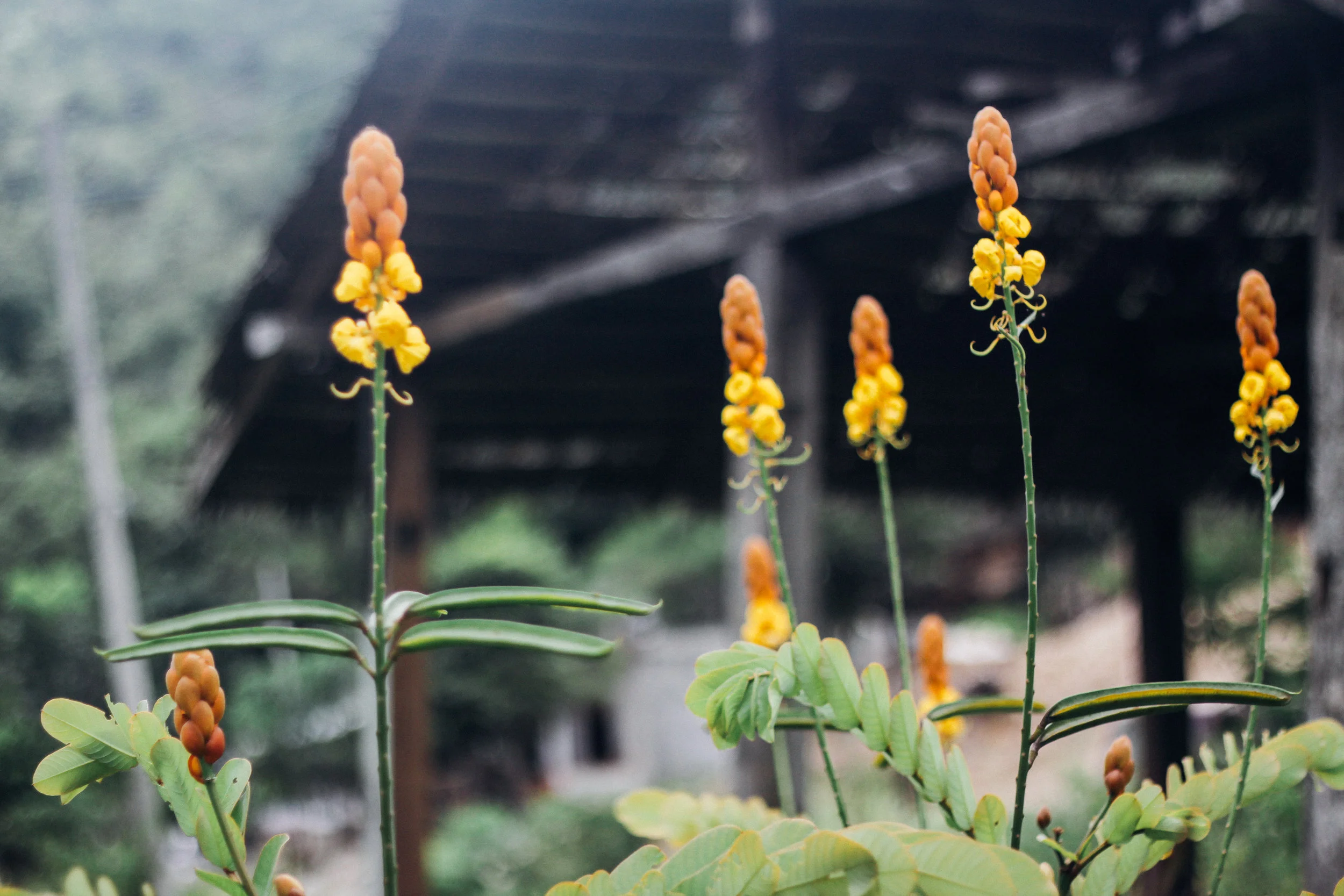 Canaan_Toraja-3168.jpg